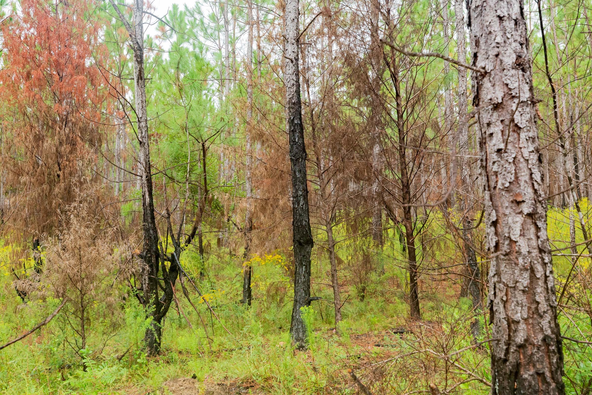 Jackson’s Gap Tract 15 photo 5