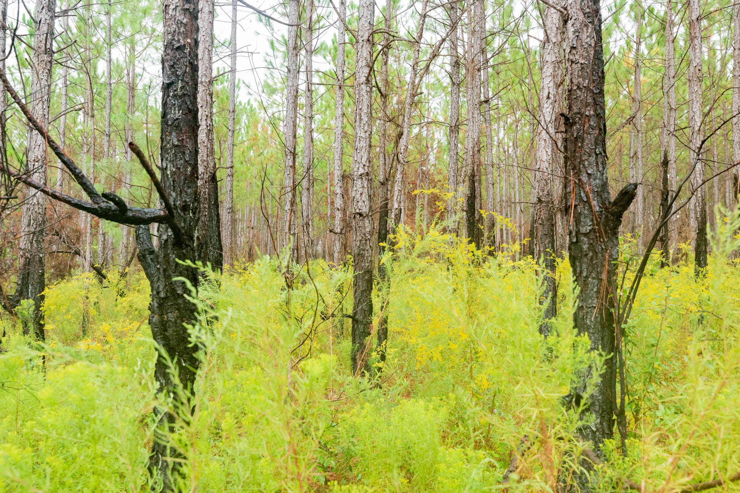 Jackson’s Gap Tract 15 photo 4