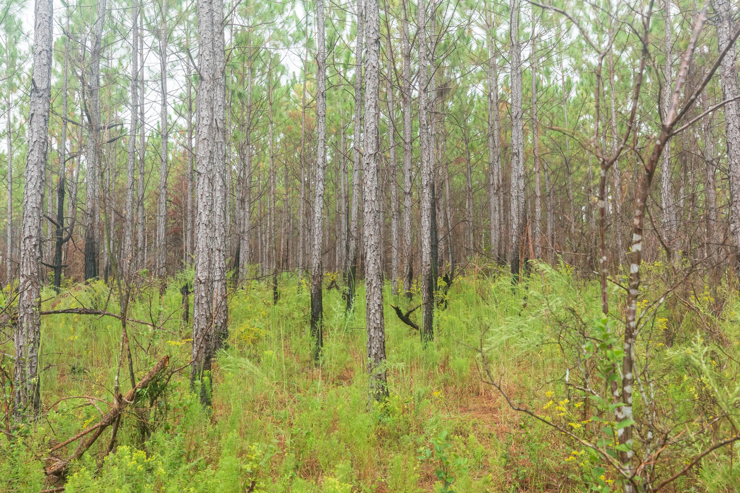 Jackson’s Gap Tract 15 photo 7