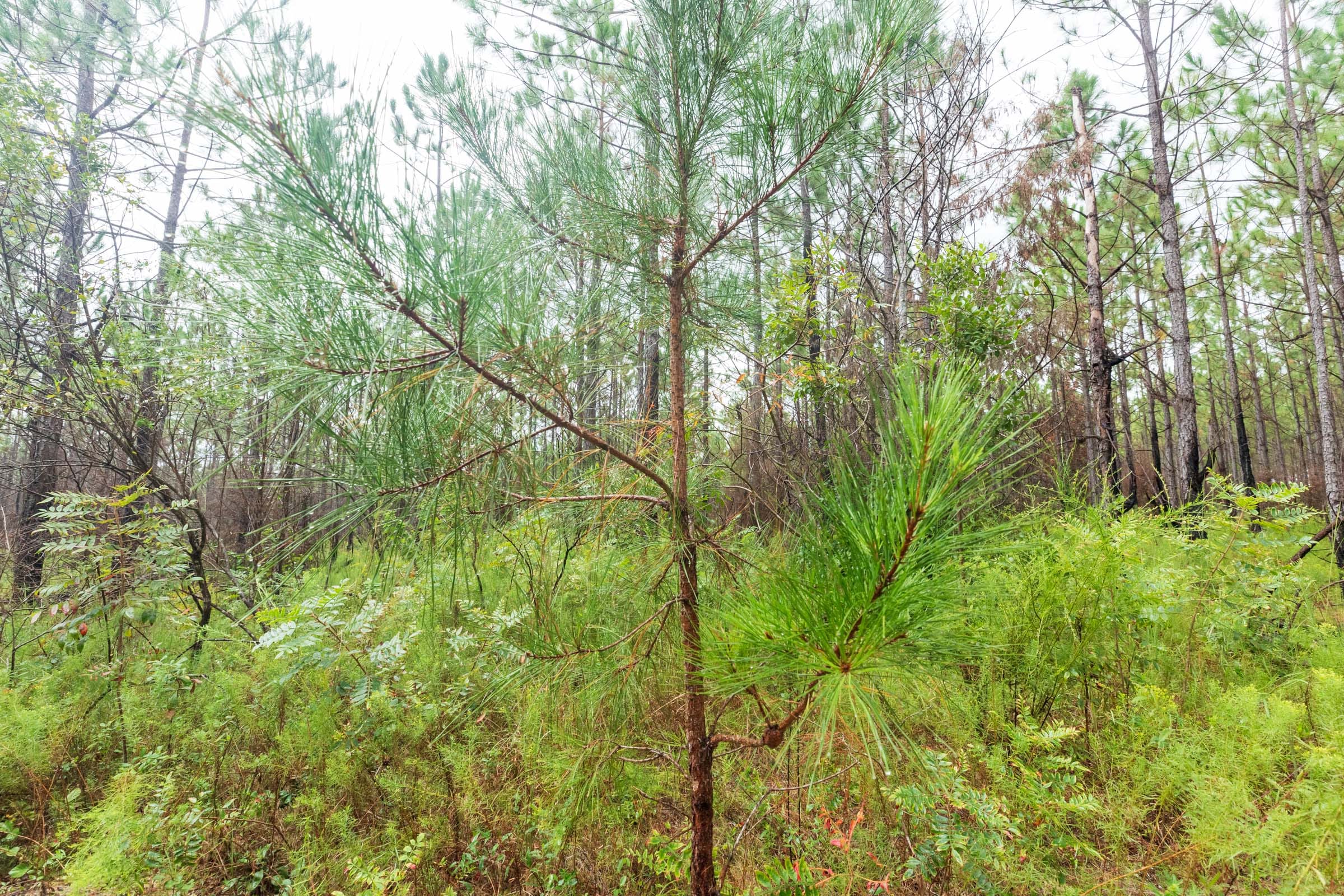 Jackson’s Gap Tract 15 photo 10