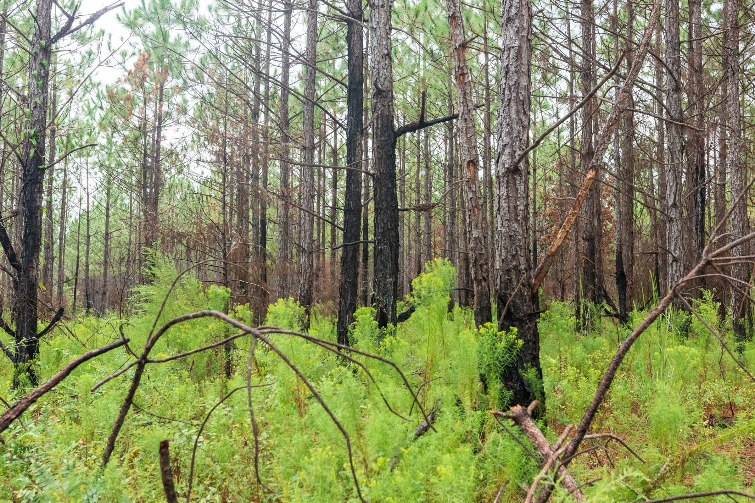 Jackson’s Gap Tract 15 photo 12