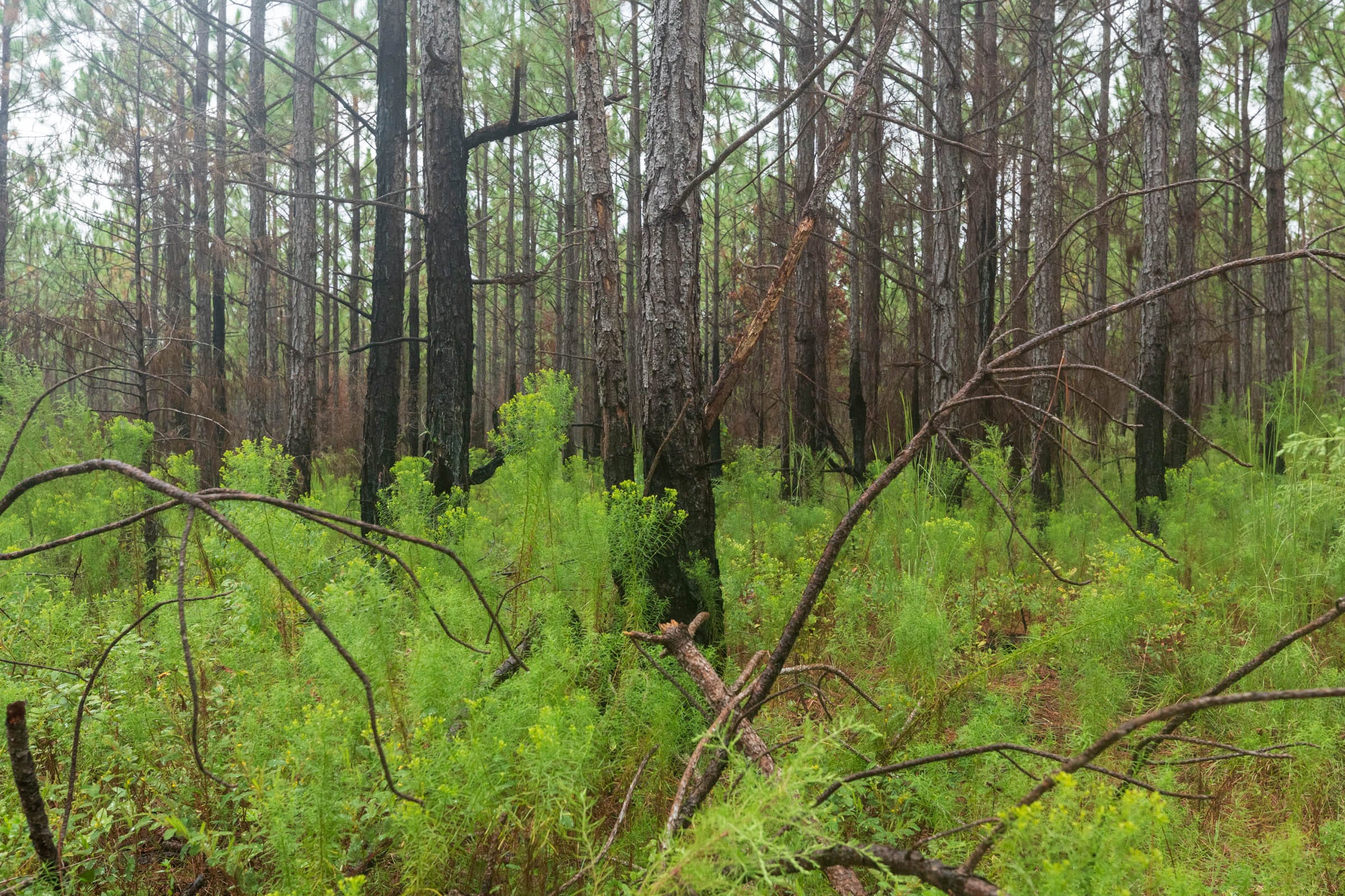 Jackson’s Gap Tract 15 photo 16