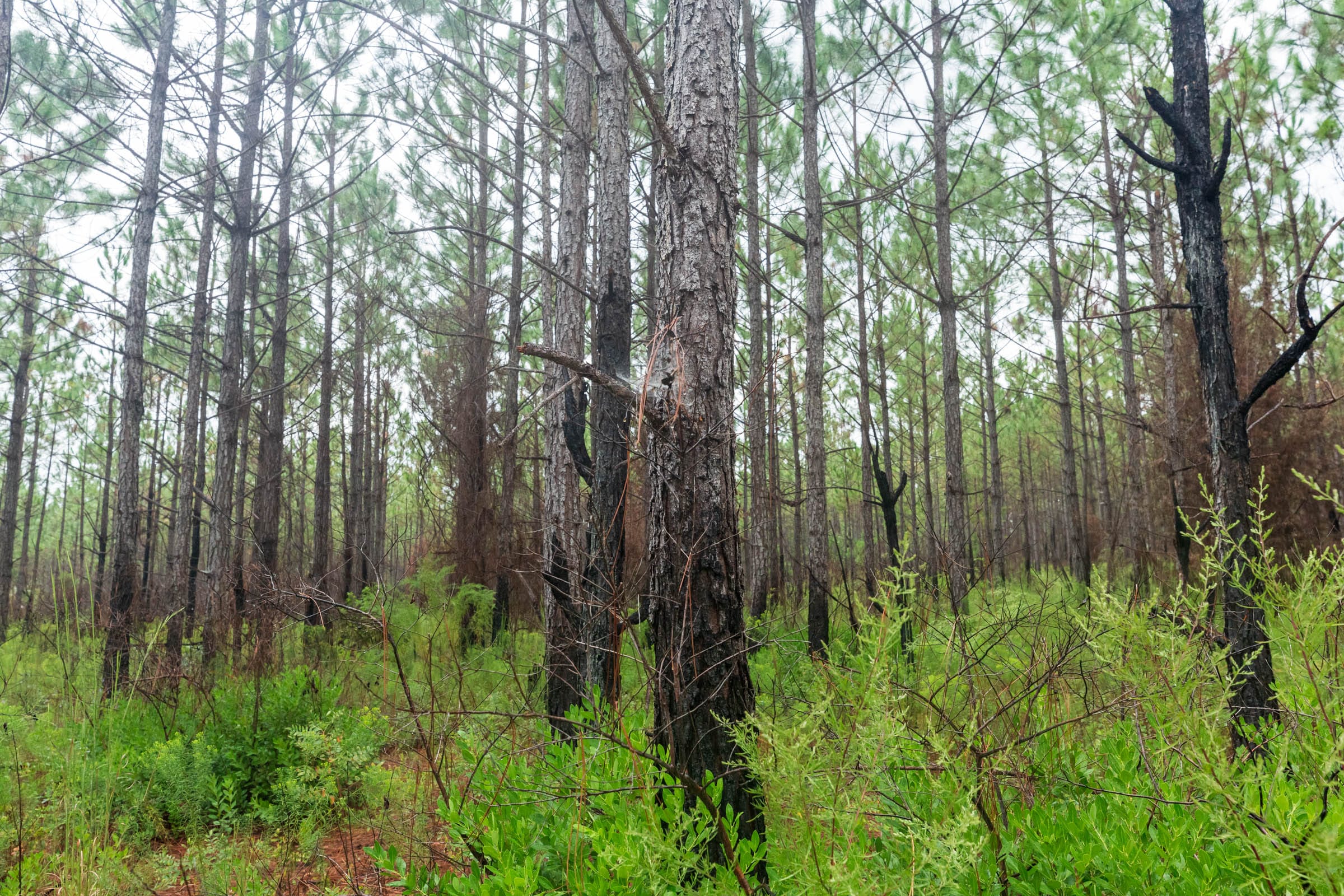 Jackson’s Gap Tract 15 photo 13
