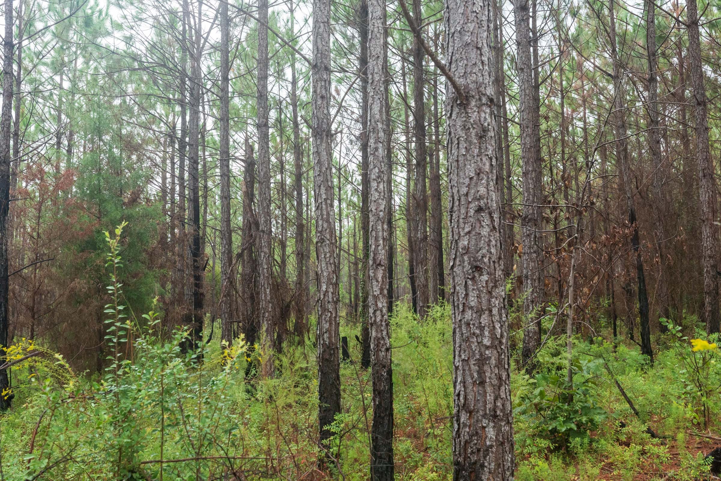 Jackson’s Gap Tract 15 photo 15