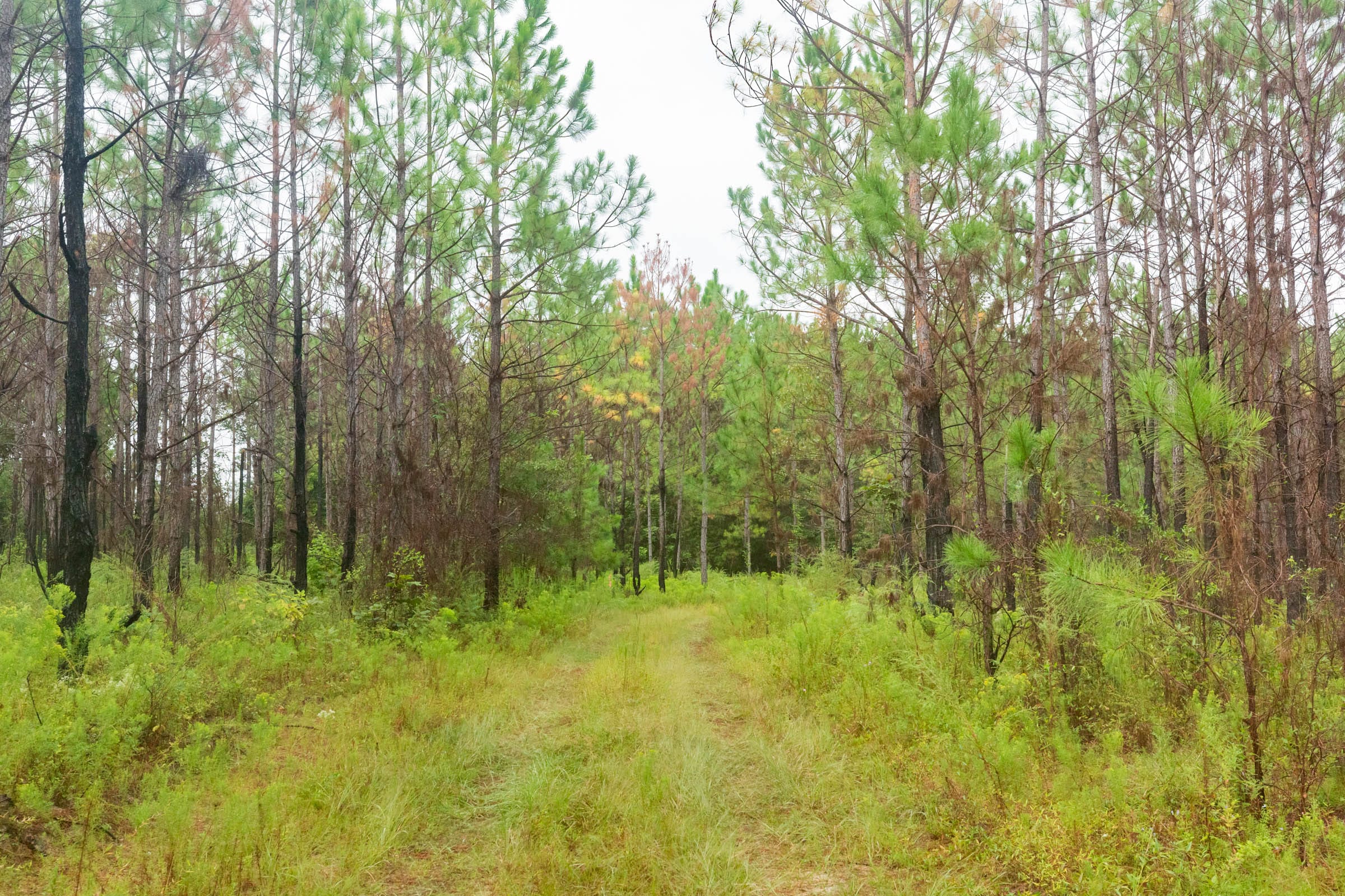 Jackson’s Gap Tract 15 photo 11