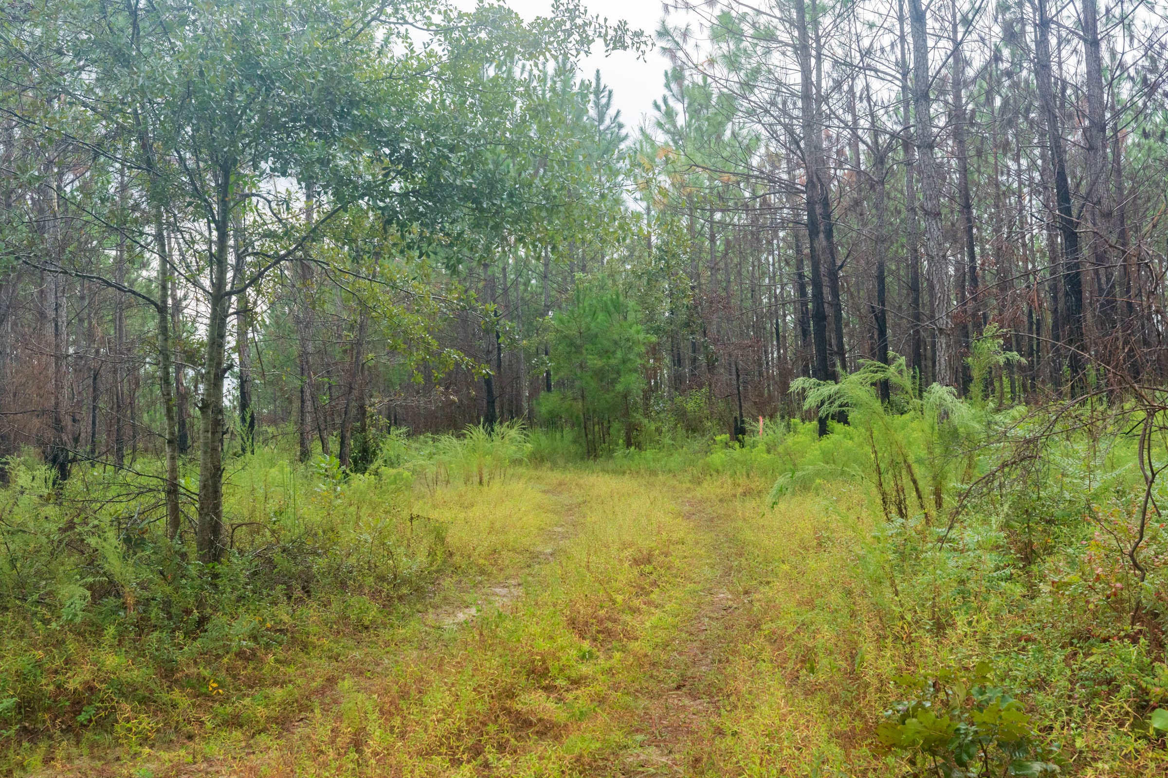 Jackson’s Gap Tract 15 photo 14