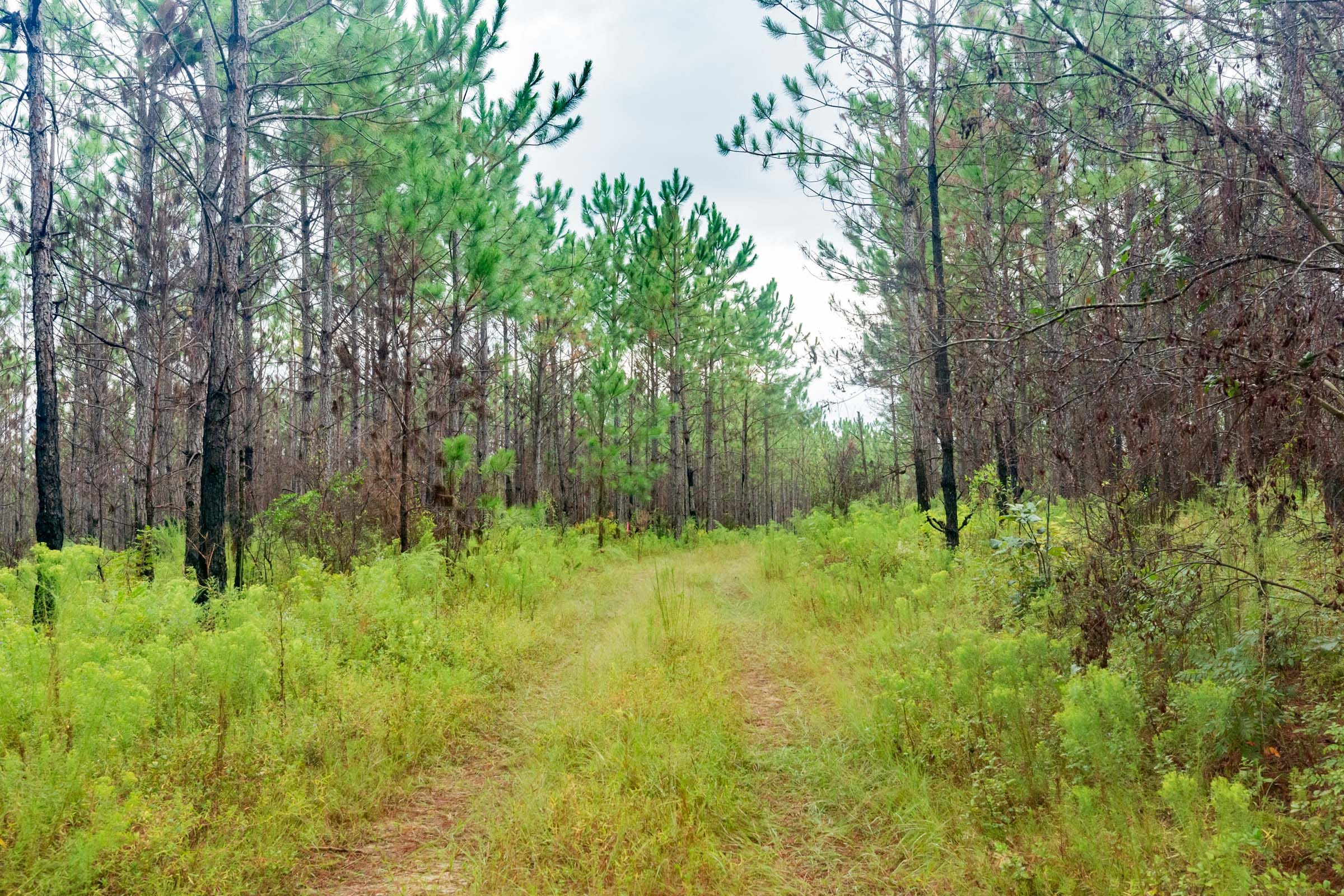 Jackson’s Gap Tract 15 photo 1