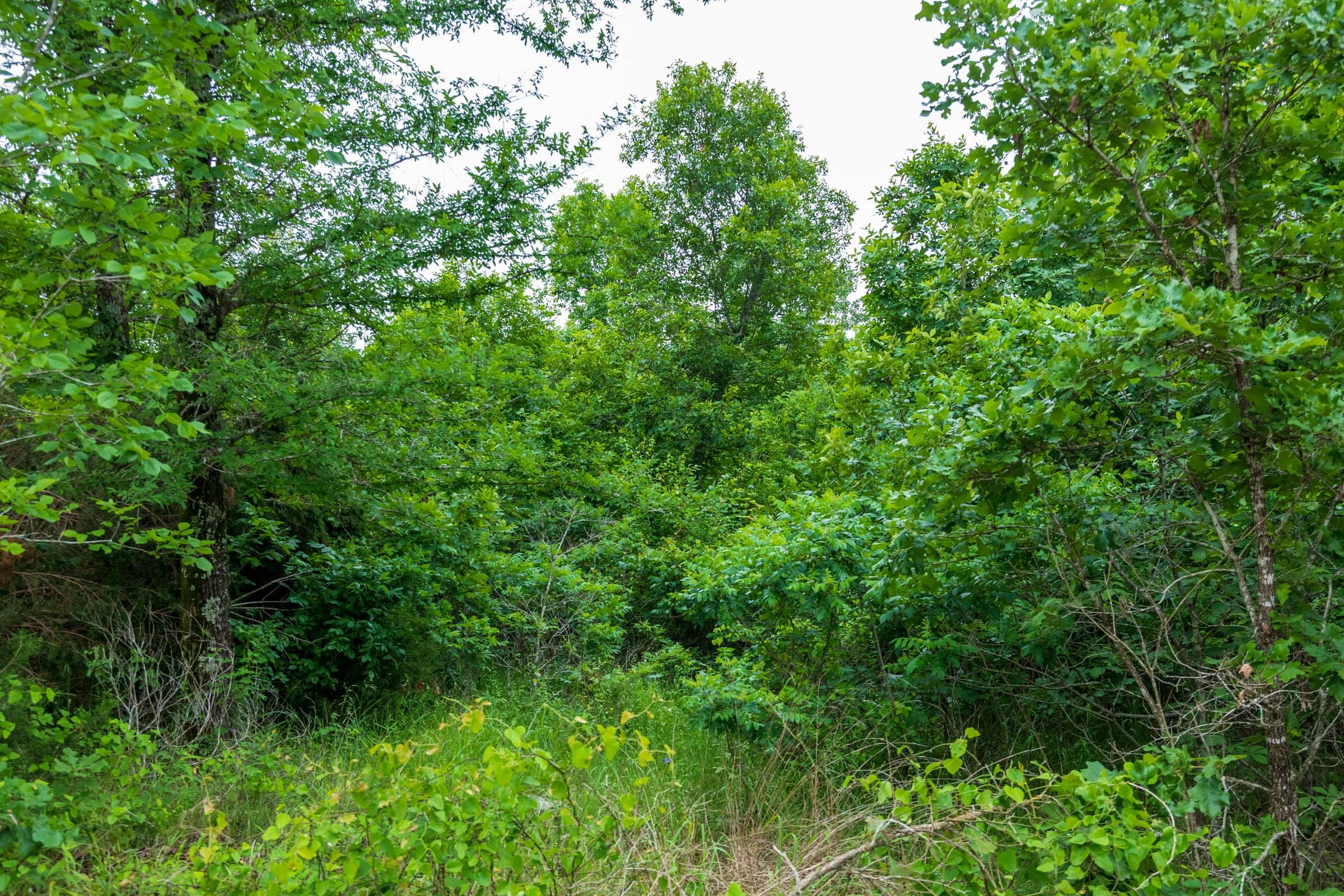 Falcon Crest Tract 10 photo 3