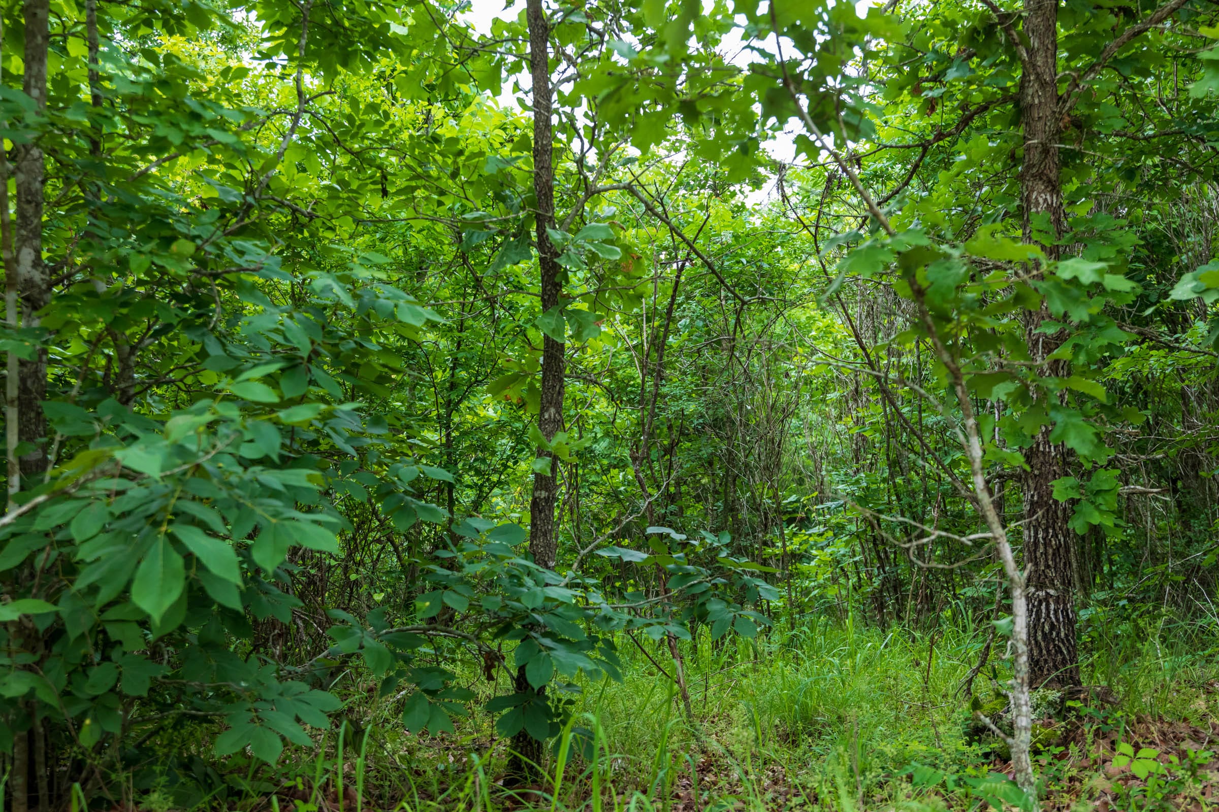 Falcon Crest Tract 10 photo 7