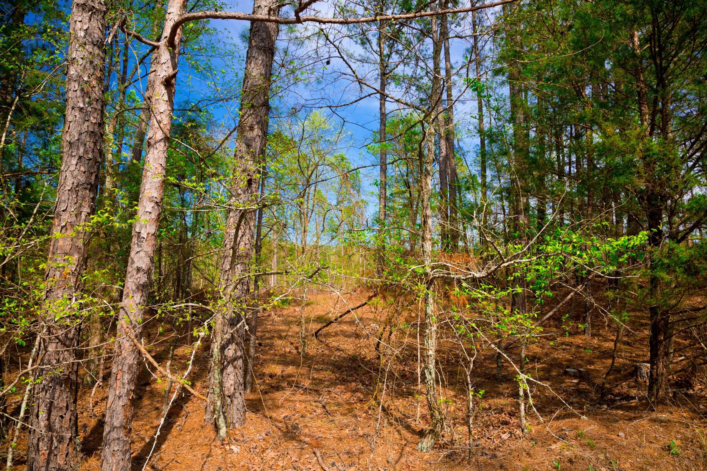 Stone Creek Phase II Tract 255 photo 5