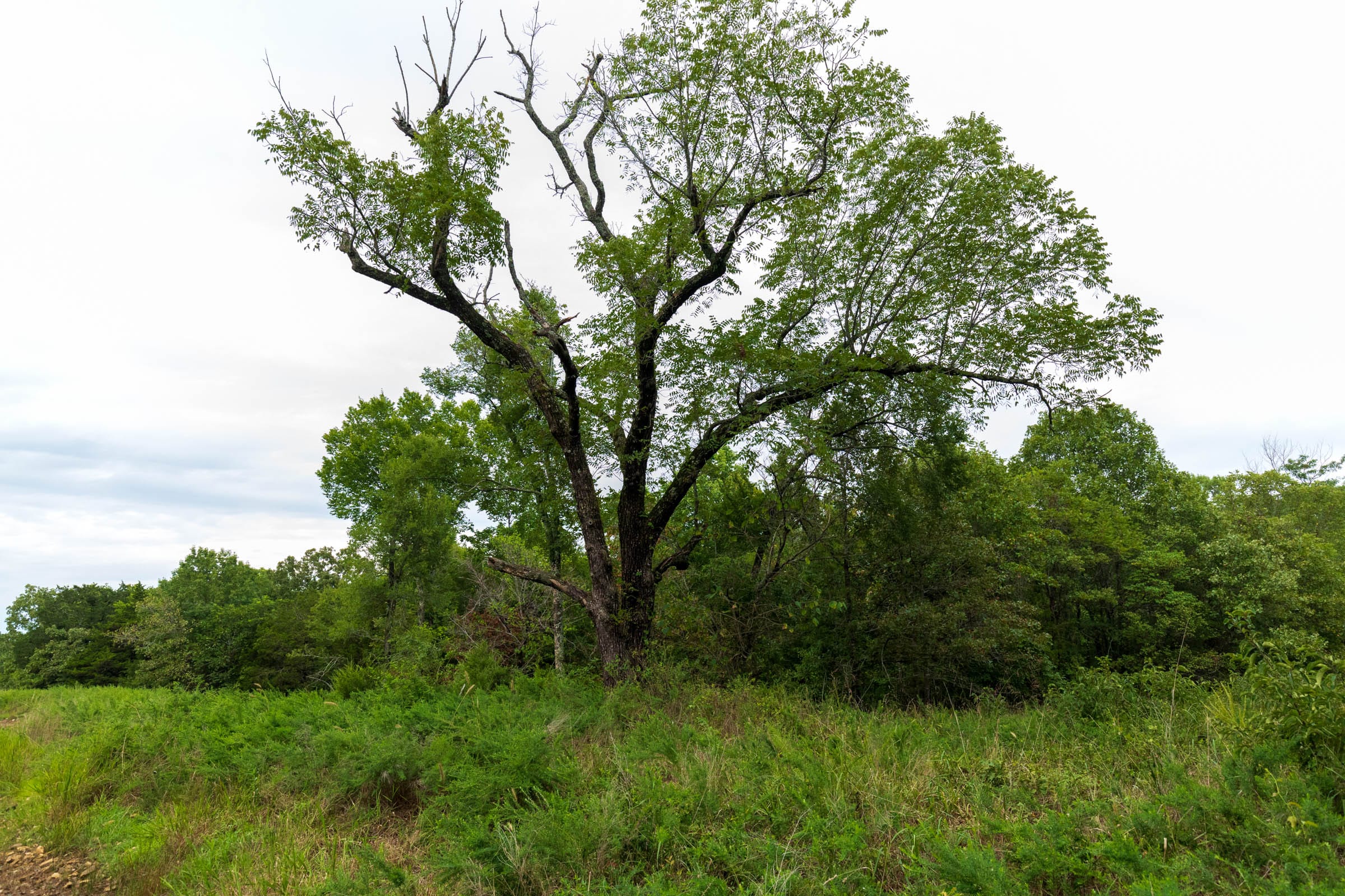 Heritage Bend Tract 9 photo 15