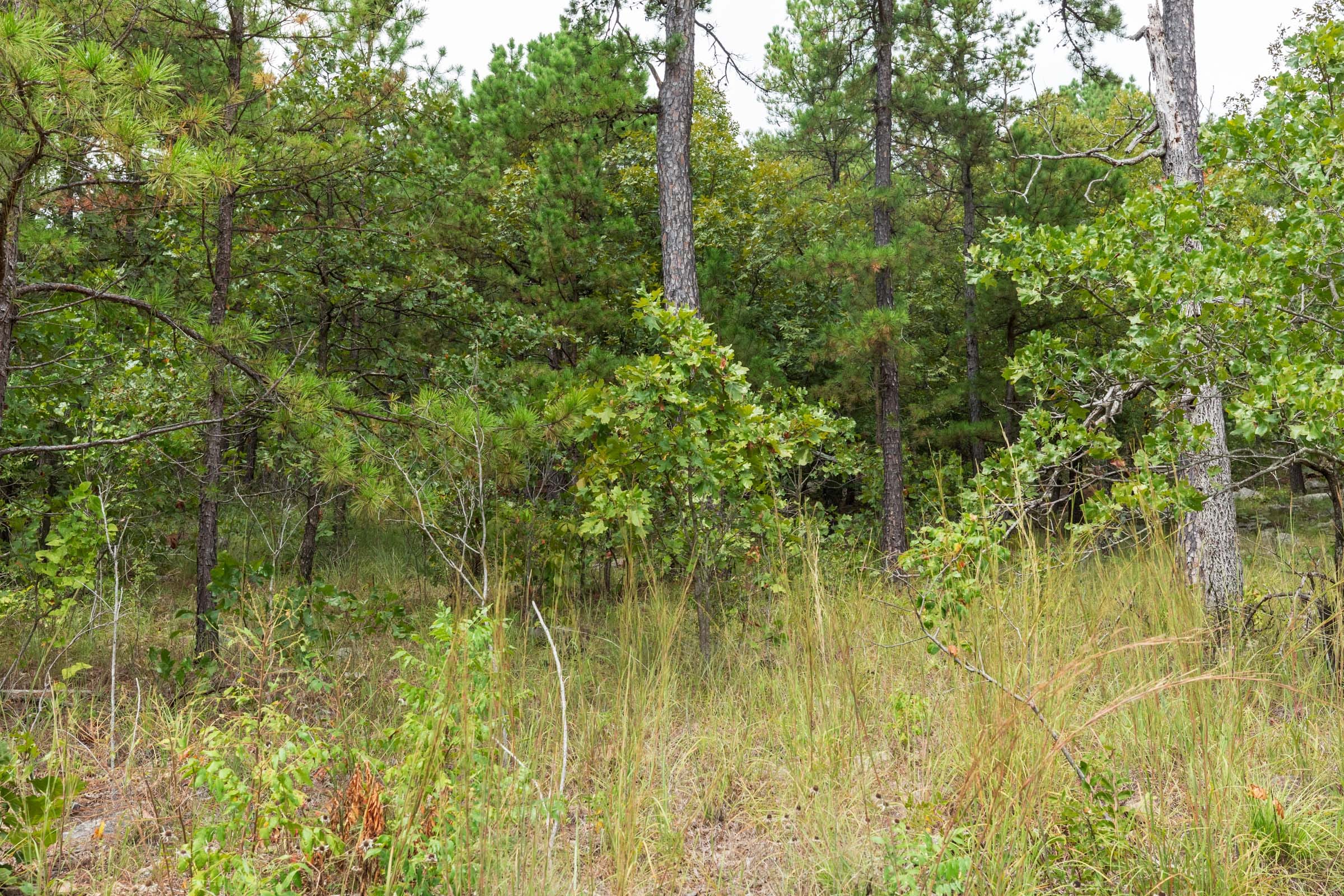 Stone Bridge Phase V Tract 358 photo 11