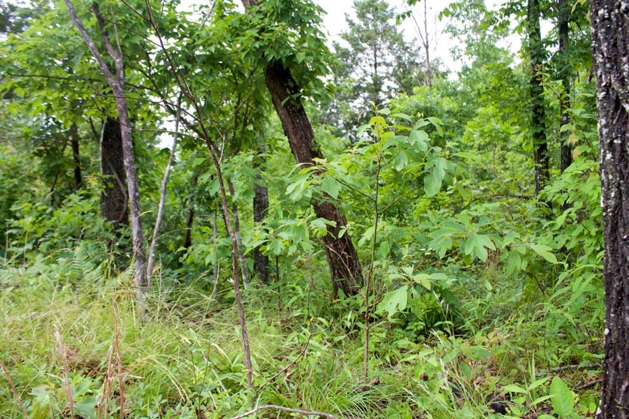 Thunder Mountain Ranch Tract 43 photo 1
