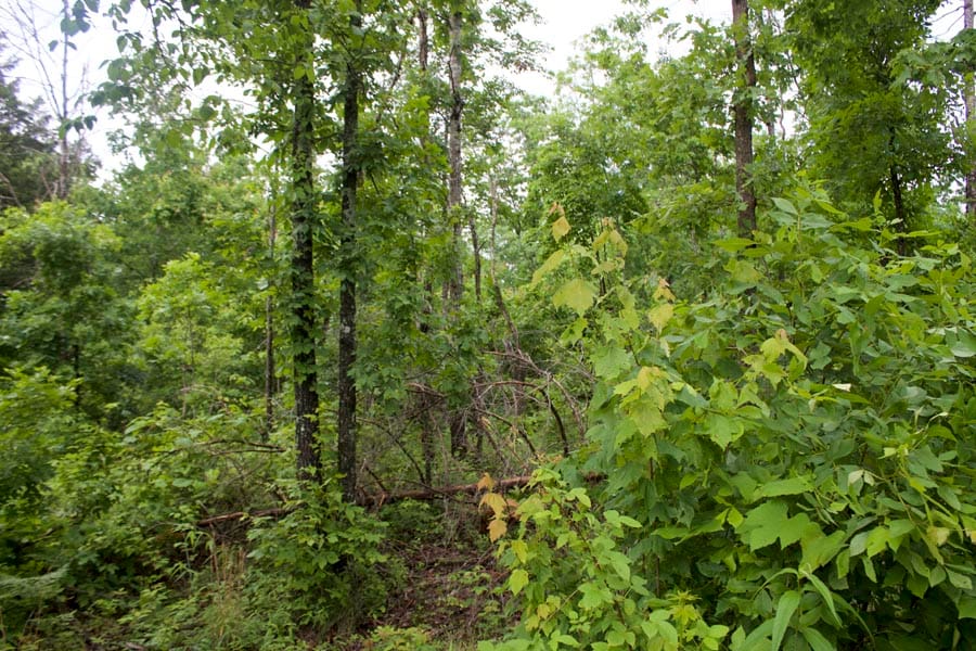 Thunder Mountain Ranch Tract 43 photo 2