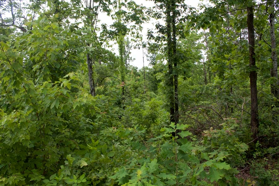 Thunder Mountain Ranch Tract 43 photo 5