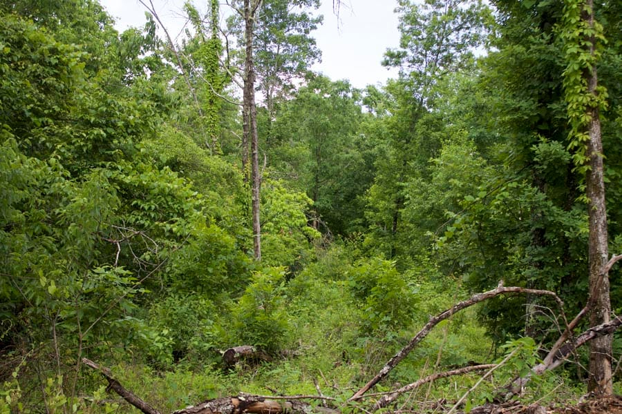 Thunder Mountain Ranch Tract 43 photo 8