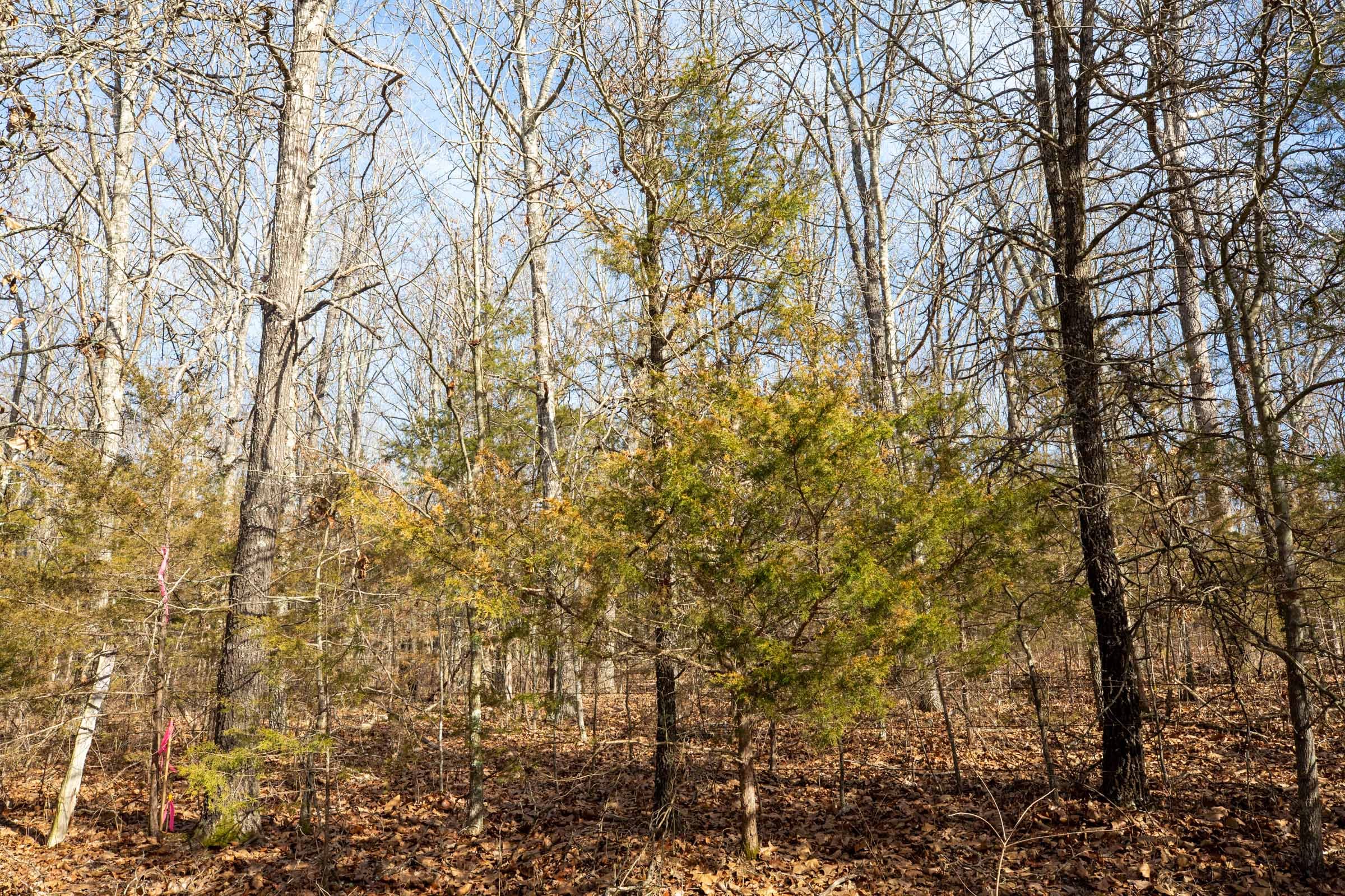 Forest Hill Tract 11 photo 5
