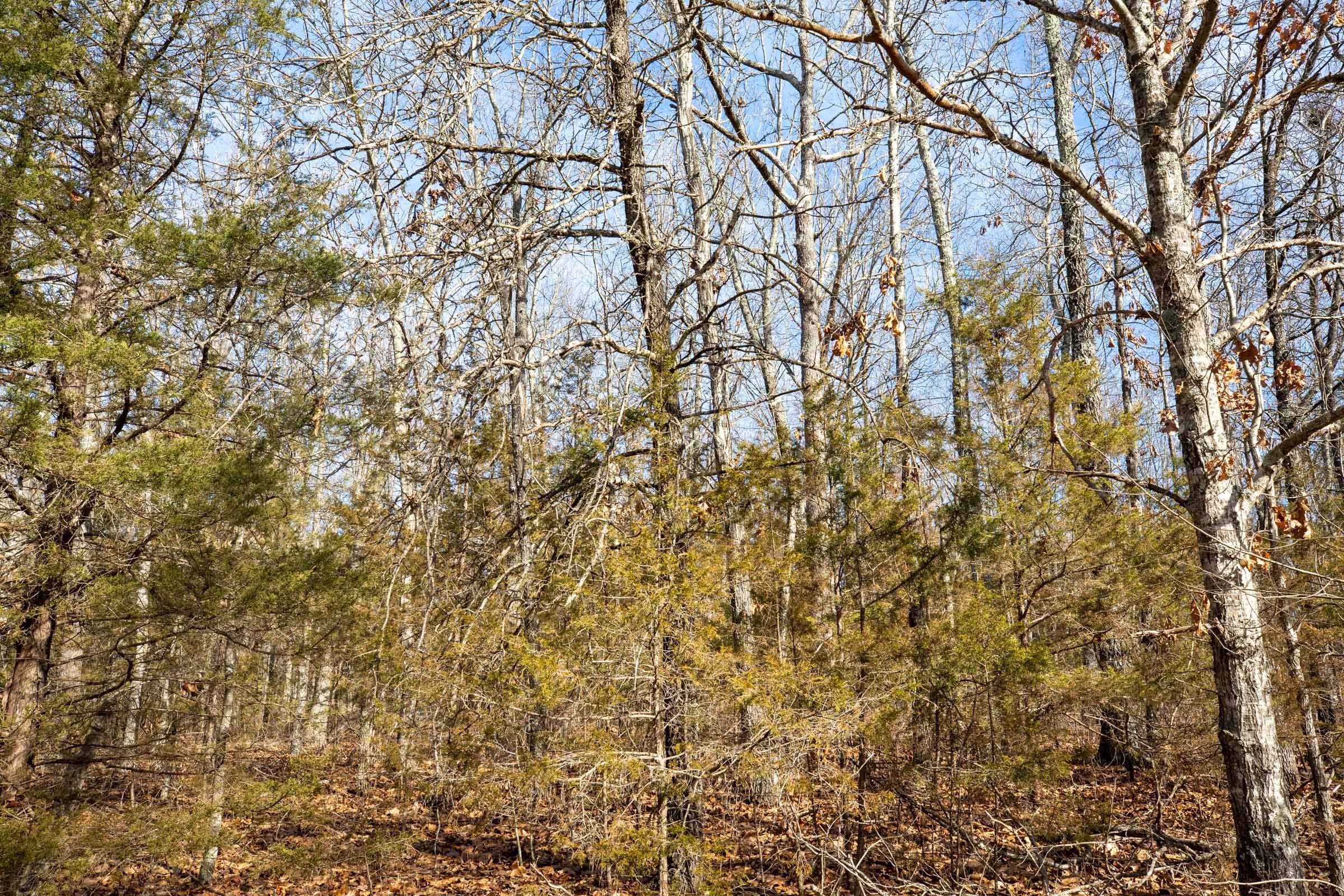 Forest Hill Tract 11 photo 10