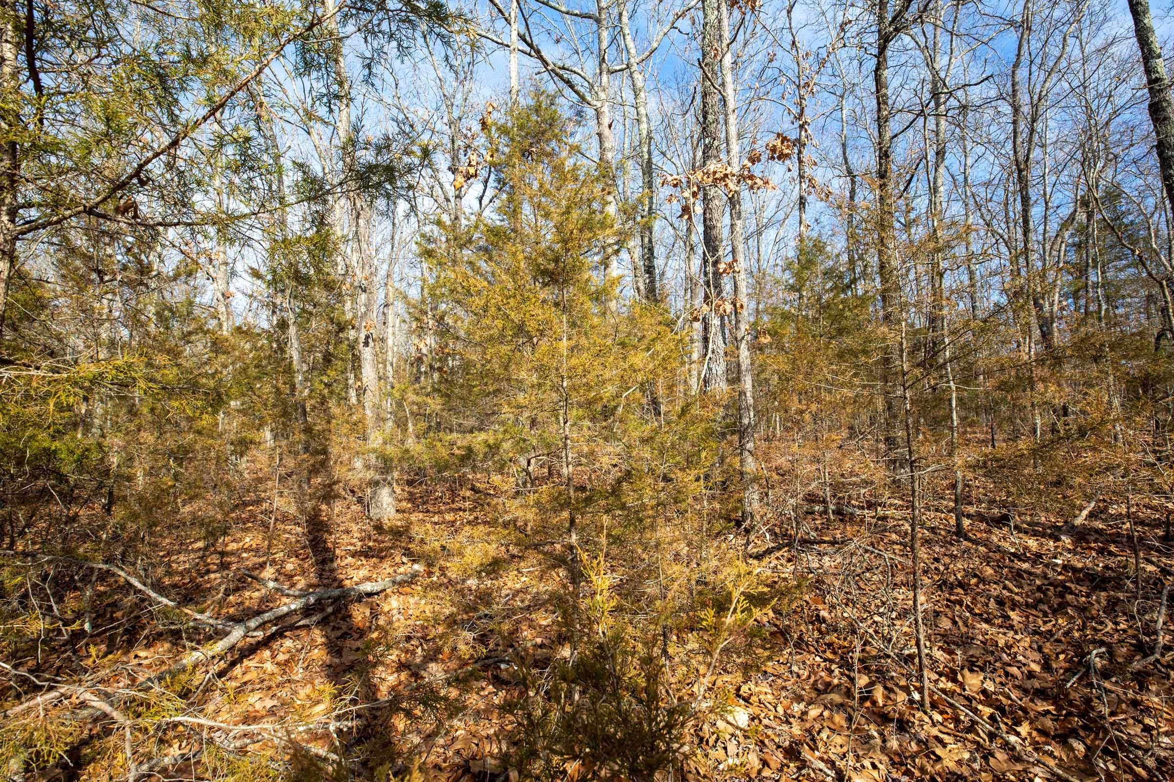 Forest Hill Tract 11 photo 12