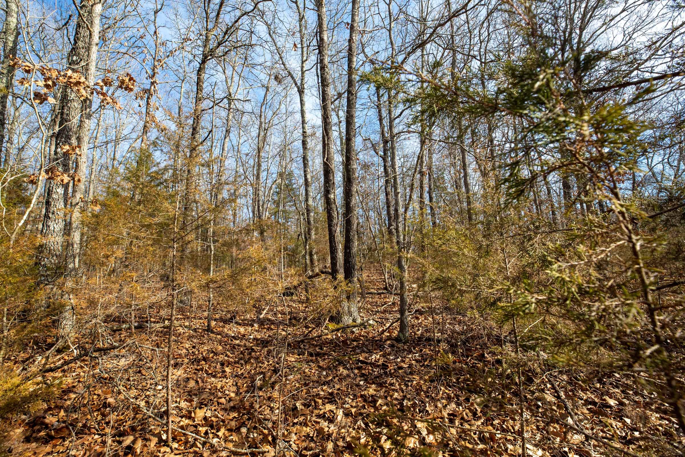 Forest Hill Tract 11 photo 3