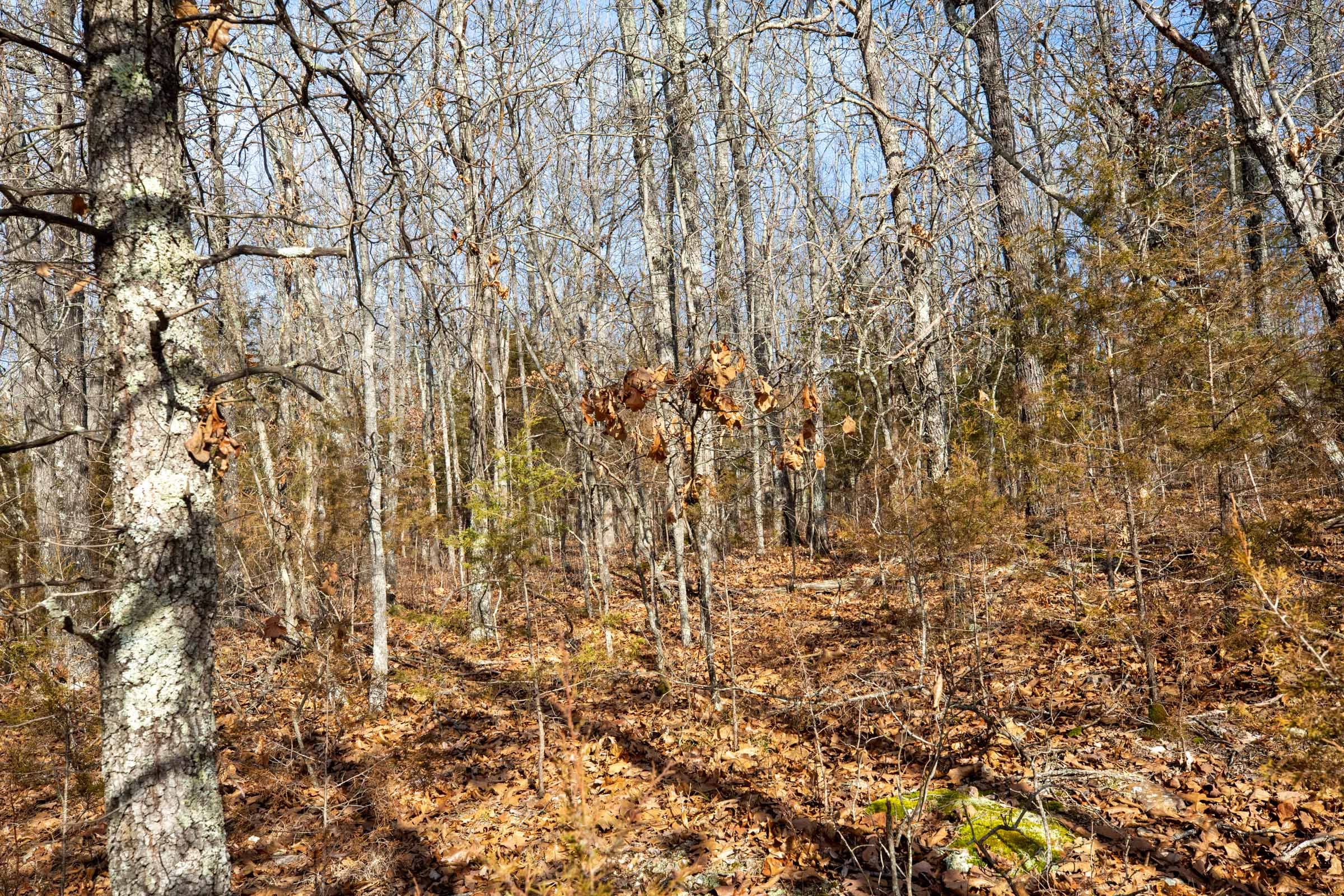 Forest Hill Tract 11 photo 6