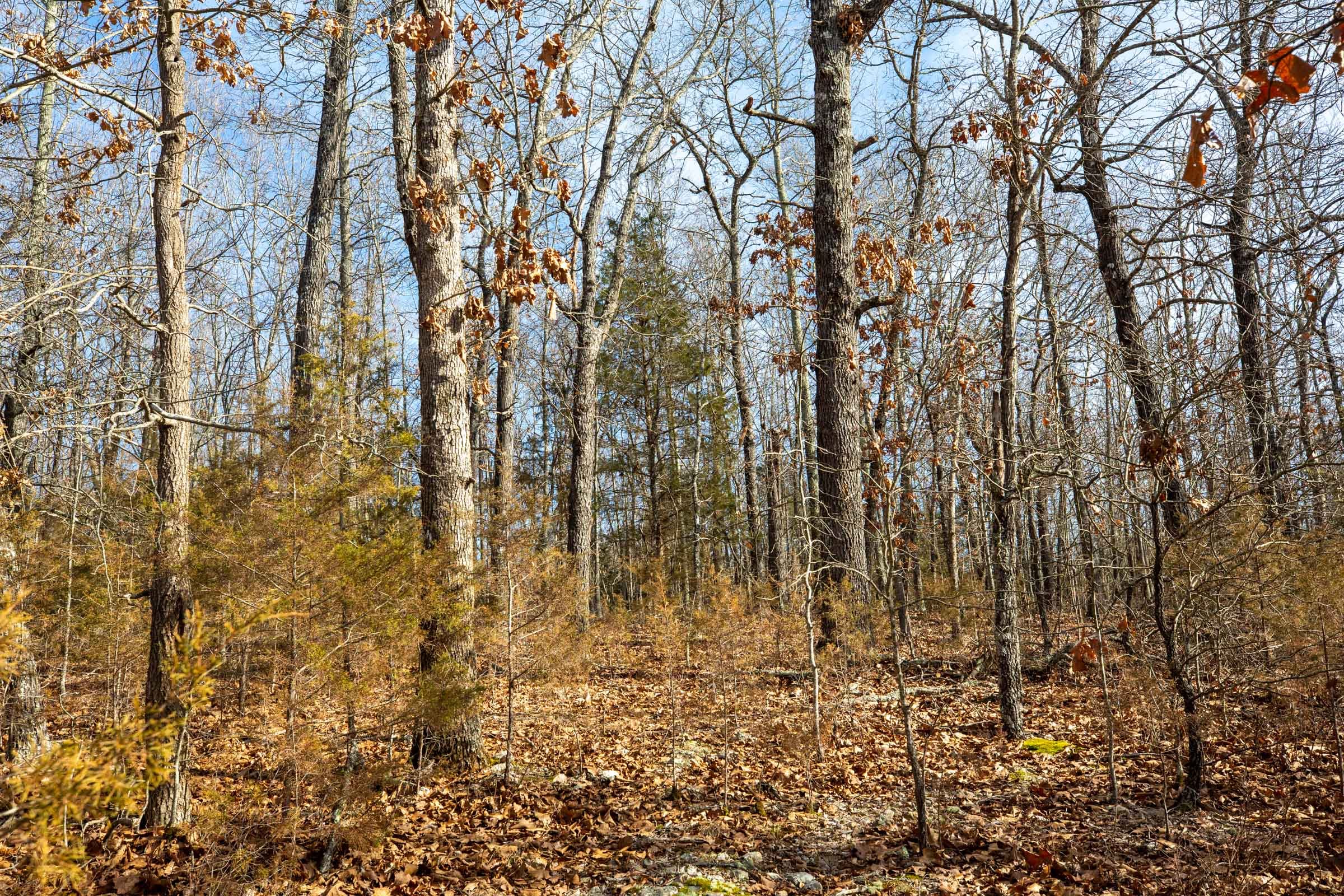 Forest Hill Tract 11 photo 4
