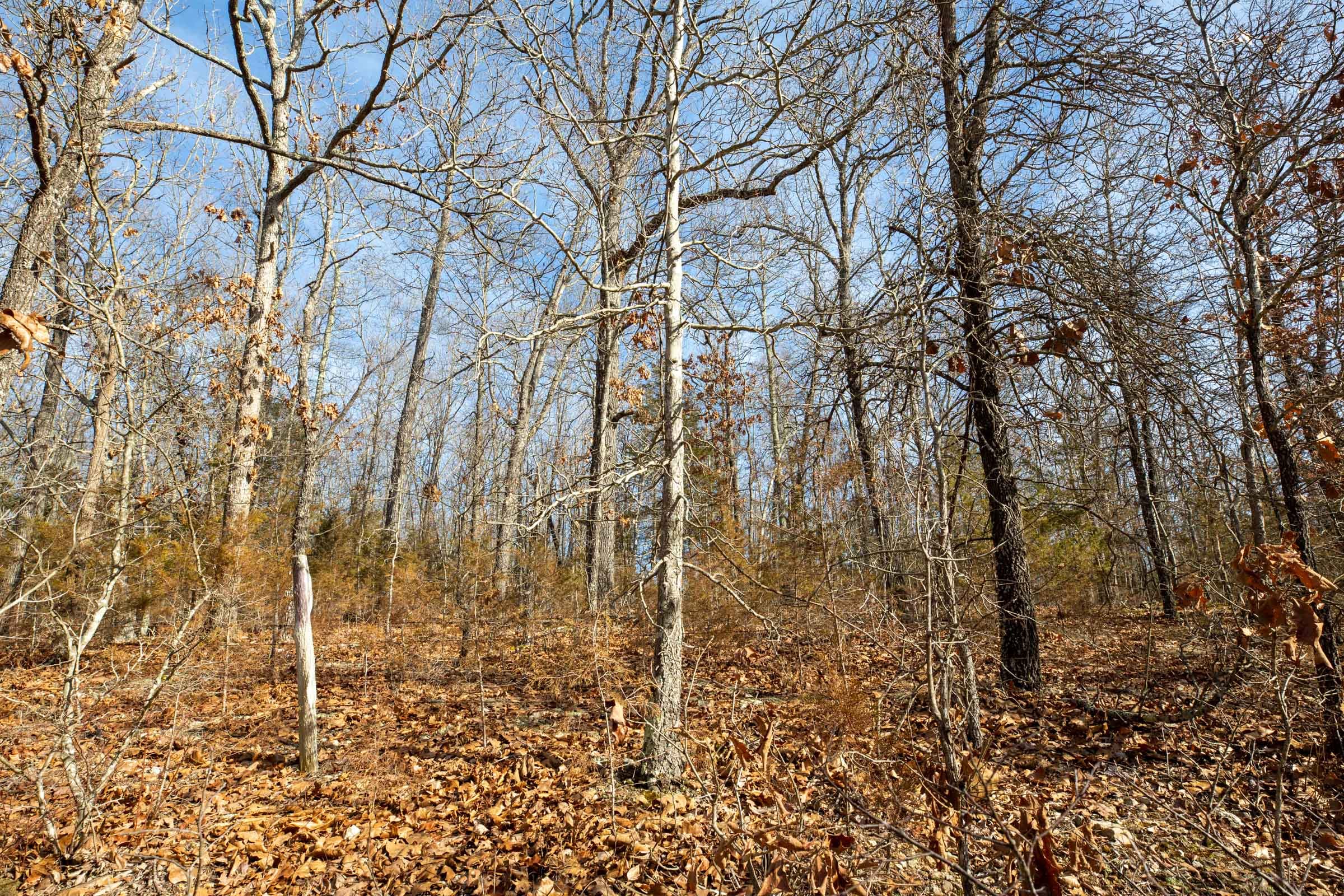 Forest Hill Tract 11 photo 8