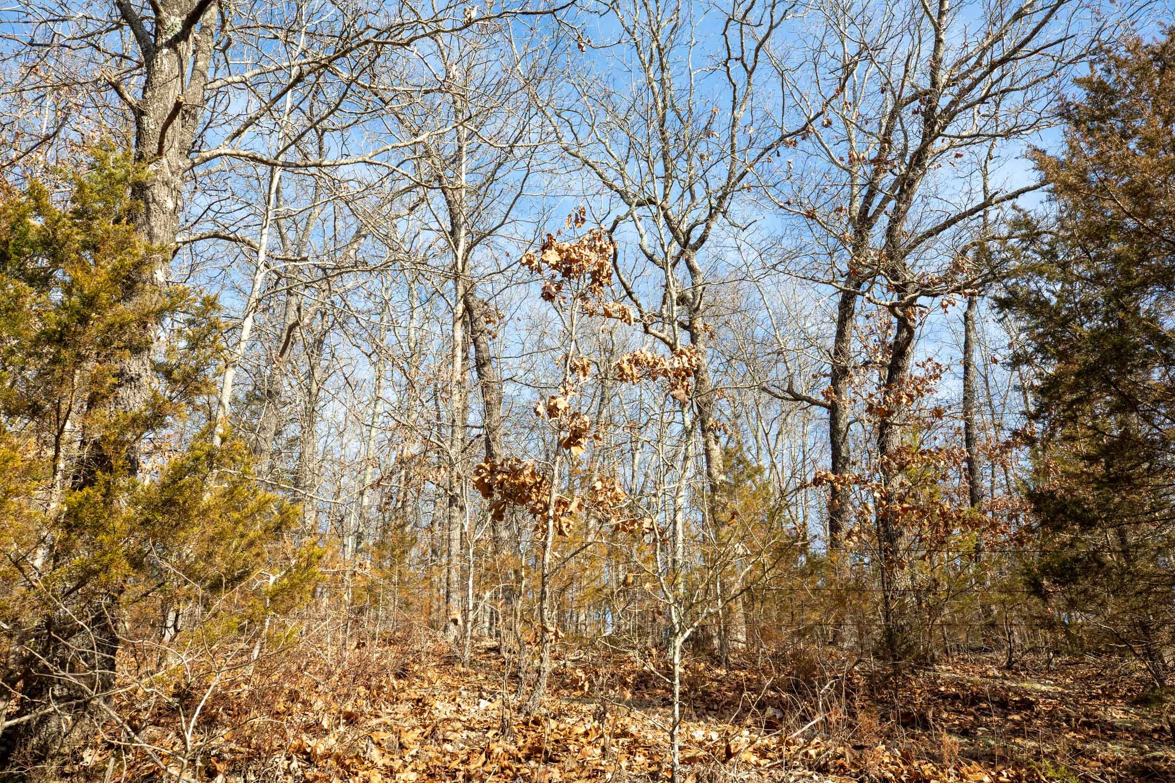 Forest Hill Tract 11 photo 11