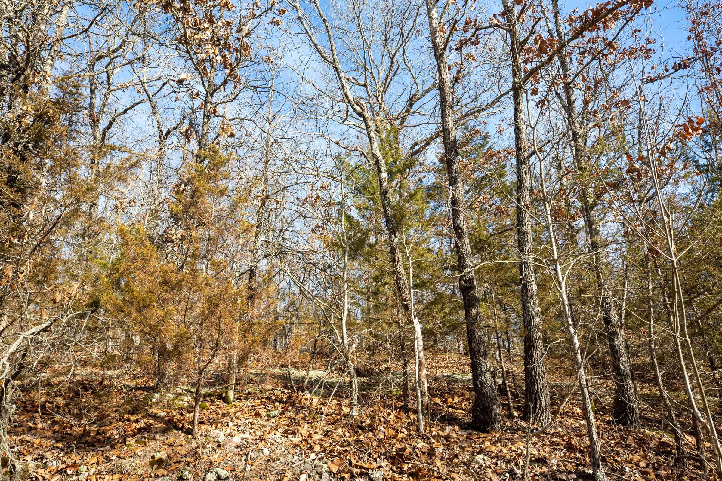Forest Hill Tract 11 photo 9