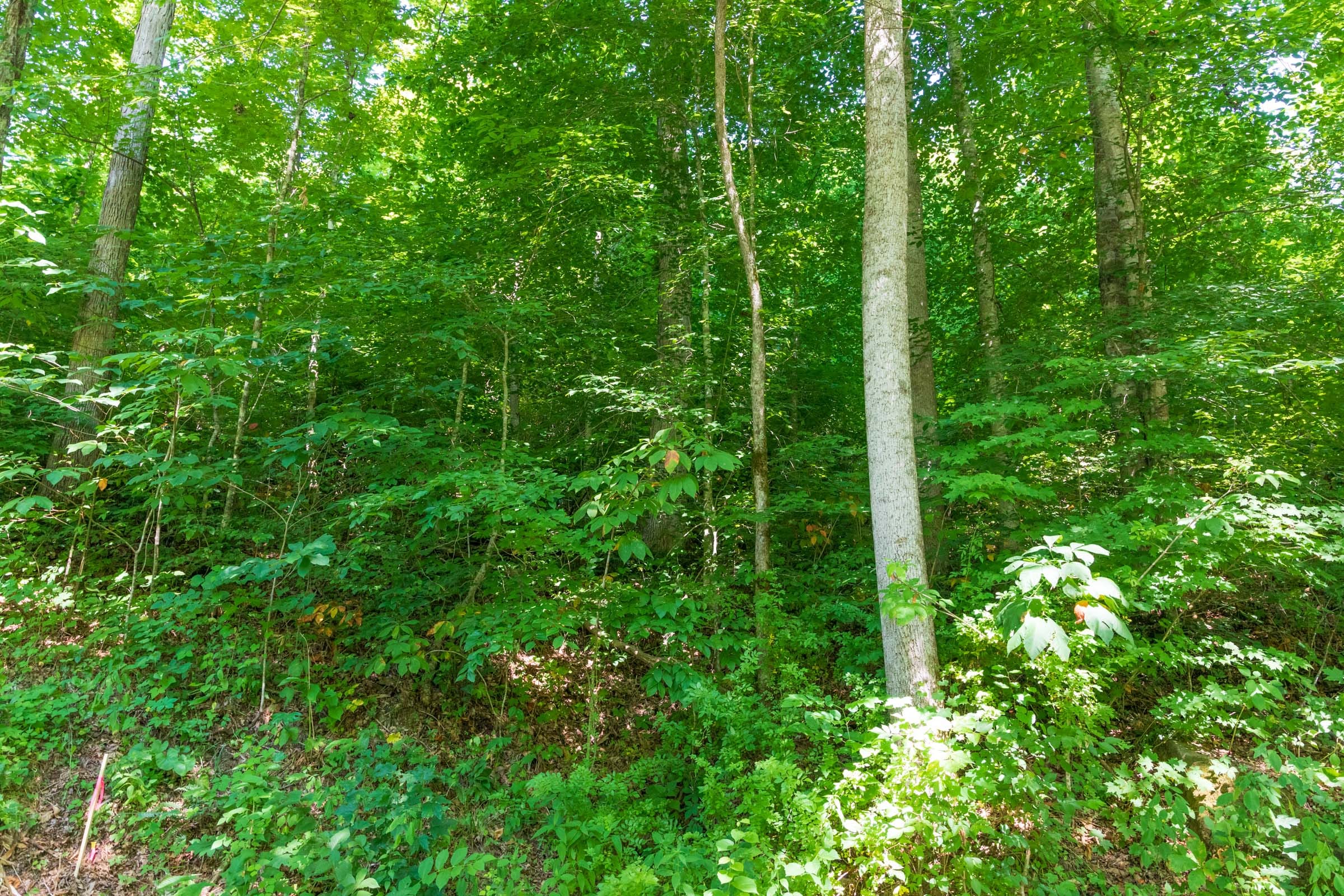 River’s Edge Tract 36 photo 2