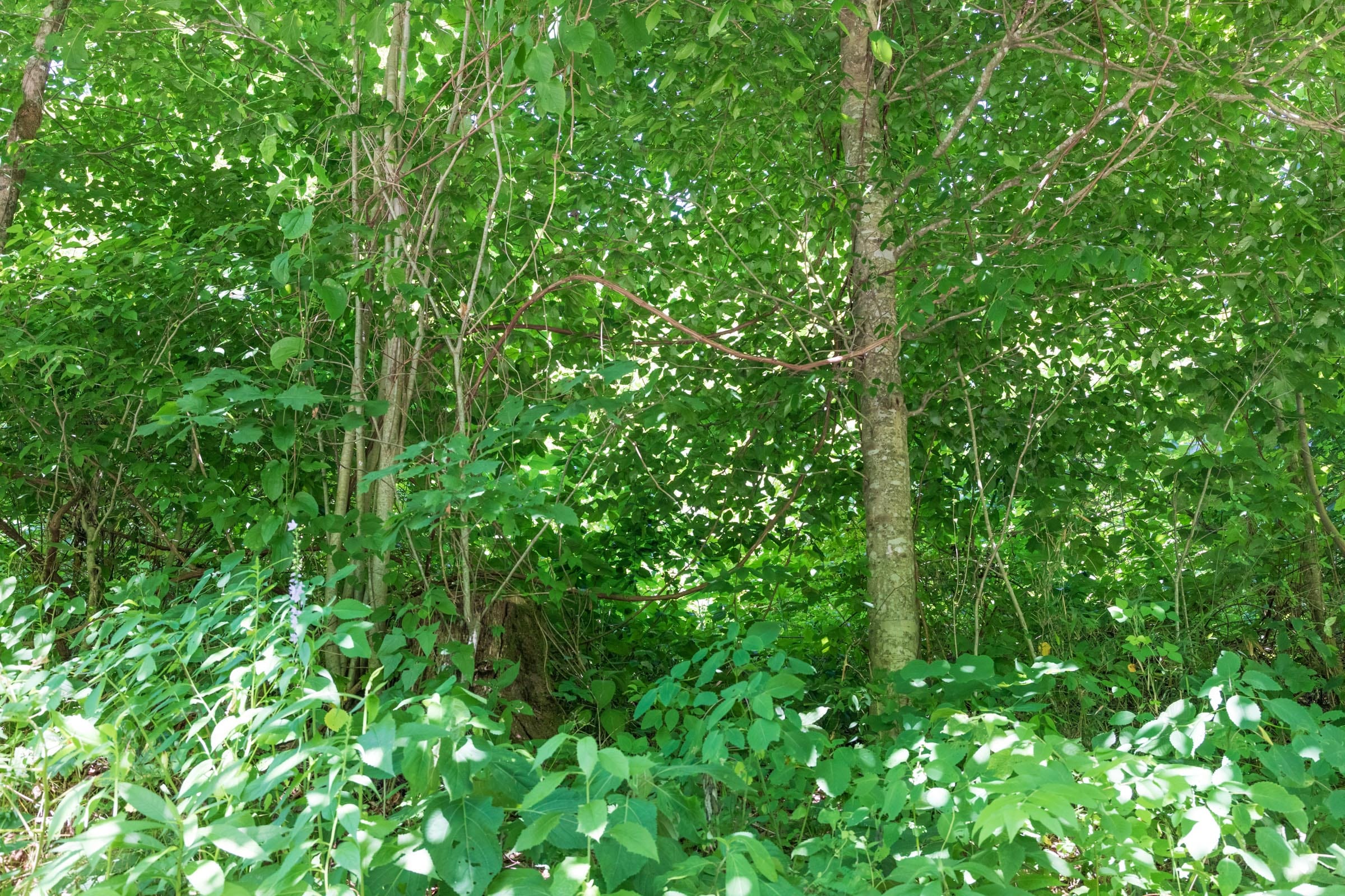 River’s Edge Tract 36 photo 5