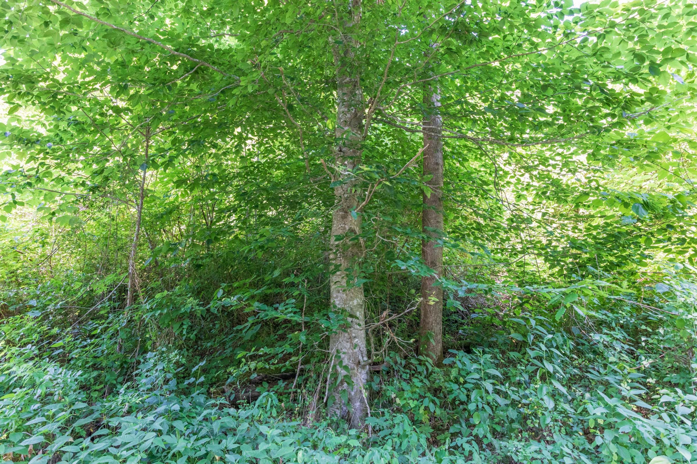 River’s Edge Tract 36 photo 6