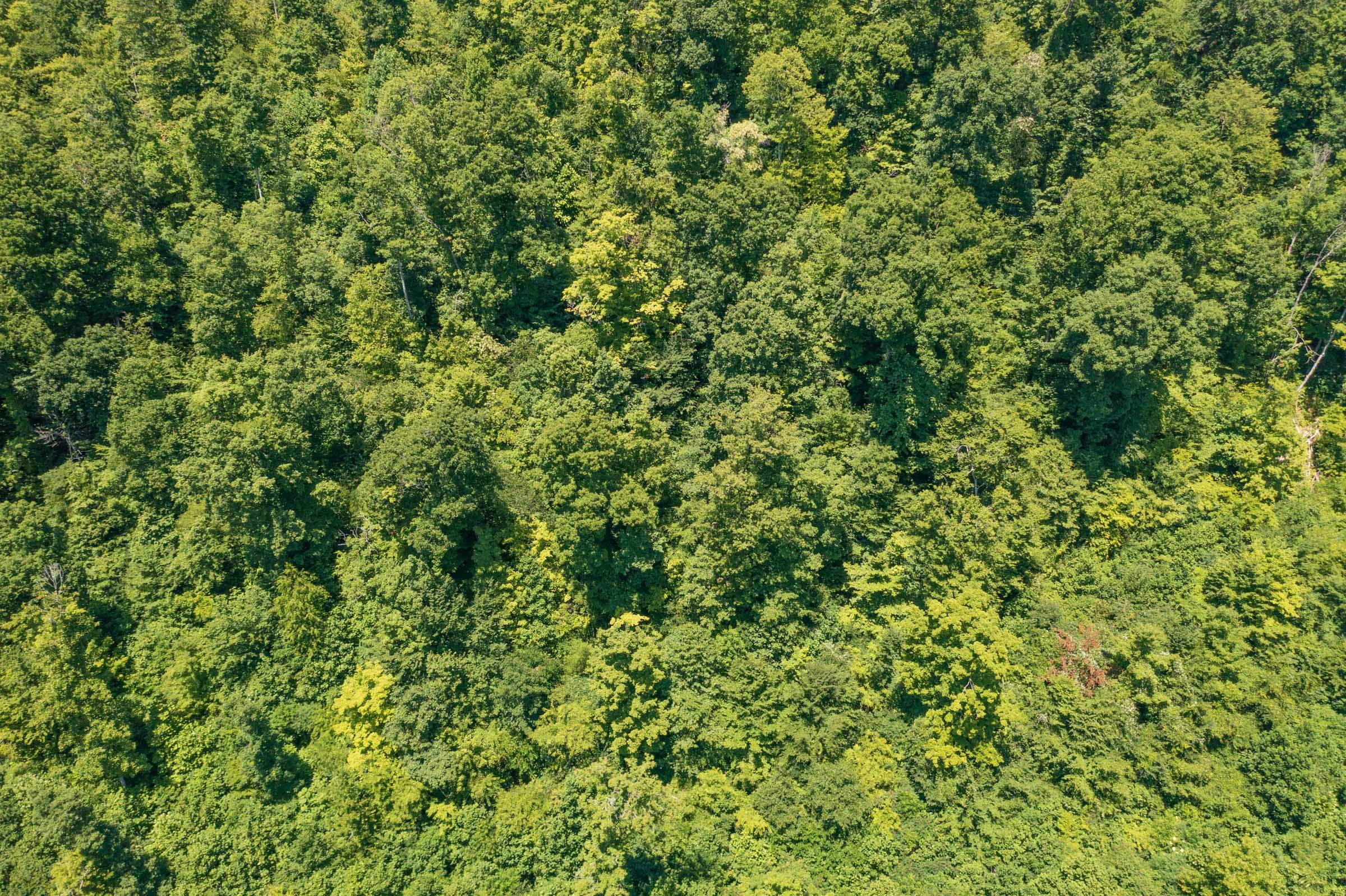 River’s Edge Tract 36 photo 10