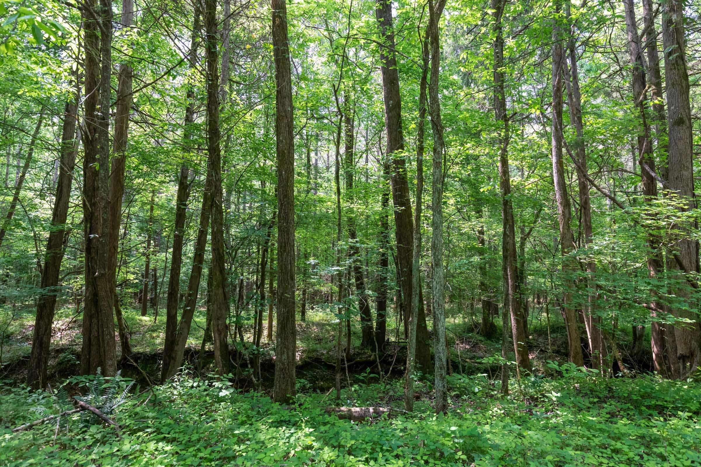 Cedar Creek Tract 43 photo 2
