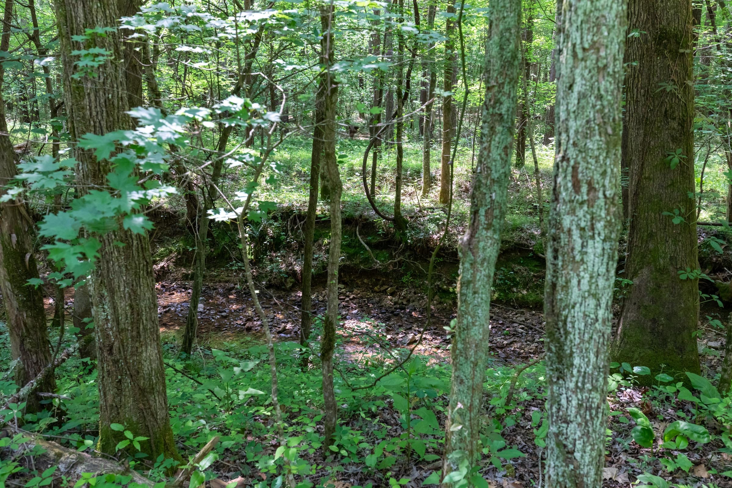 Cedar Creek Tract 43 photo 3