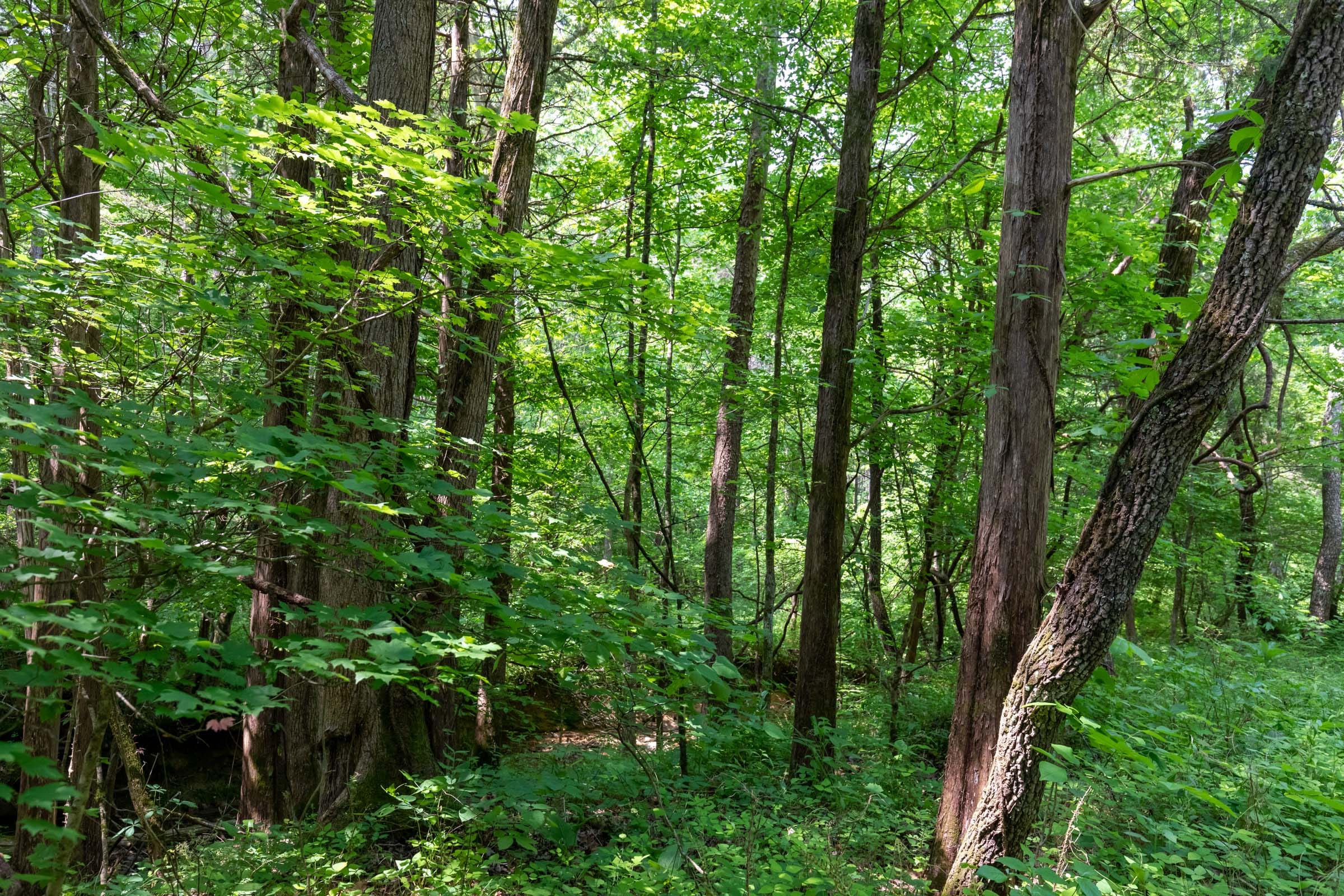 Cedar Creek Tract 43 photo 4