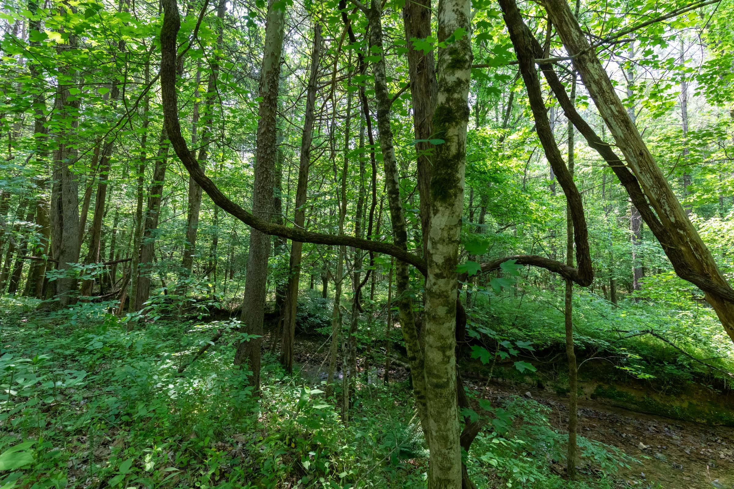 Cedar Creek Tract 43 photo 5