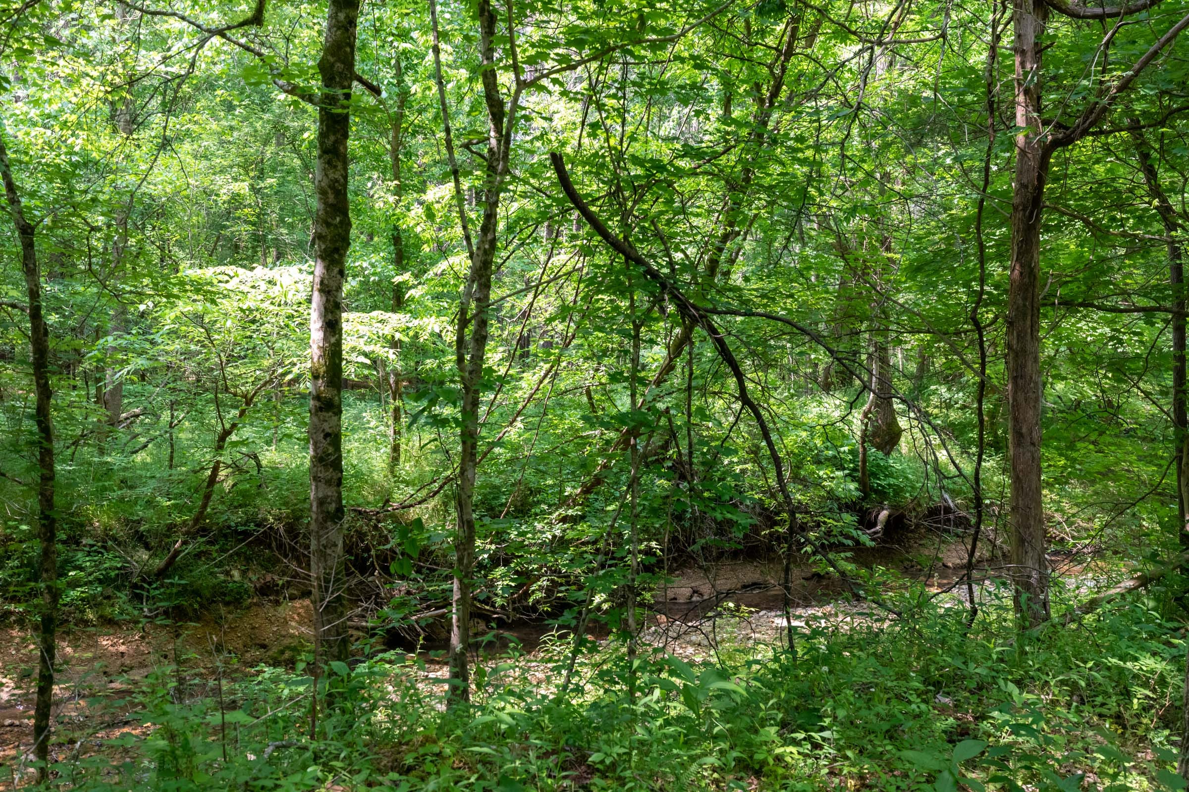 Cedar Creek Tract 43 photo 7