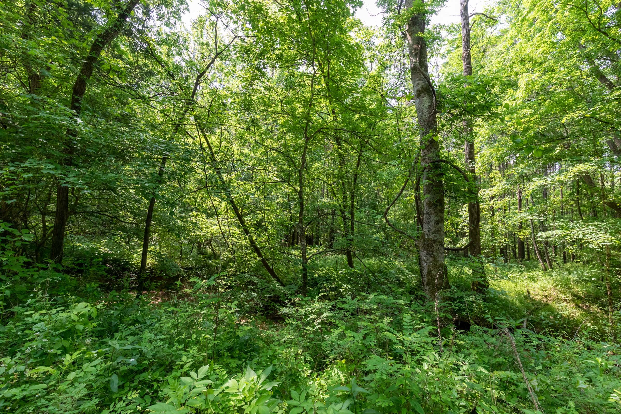 Cedar Creek Tract 43 photo 9