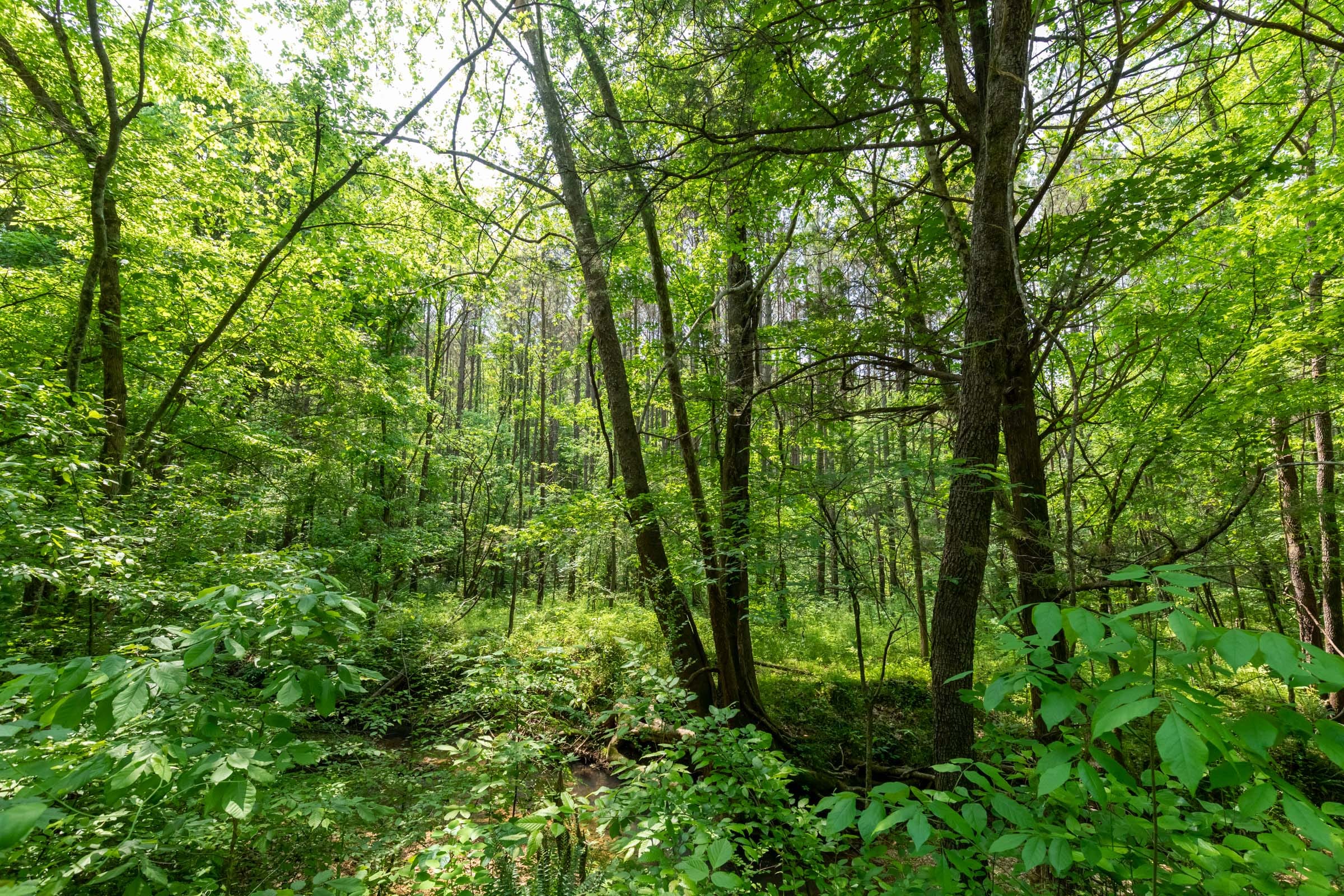 Cedar Creek Tract 43 photo 11