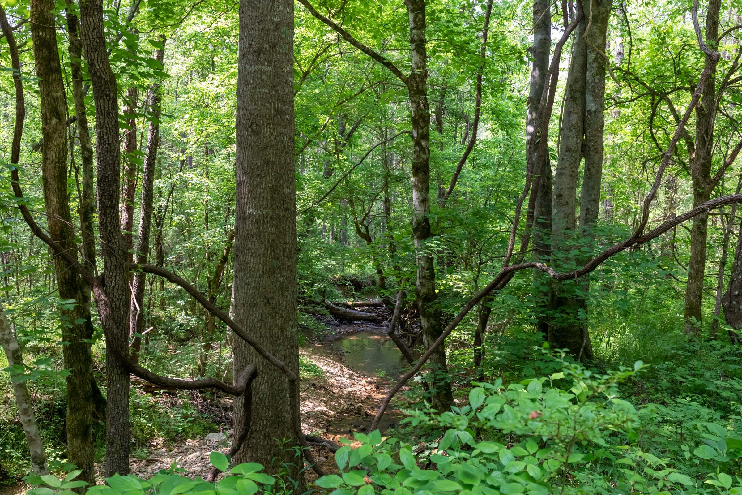 Cedar Creek Tract 43 photo 12