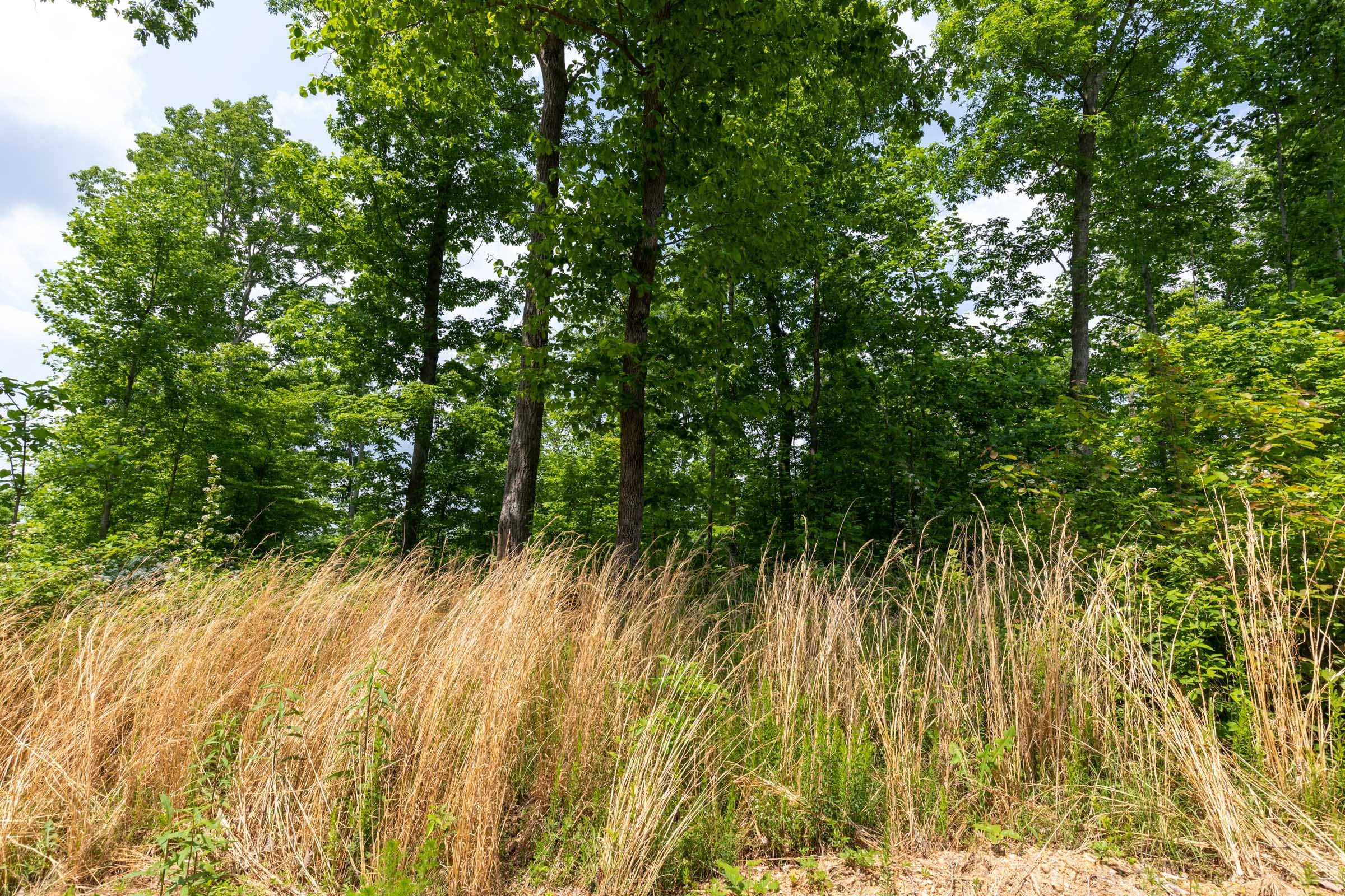 Cedar Creek Tract 43 photo 13
