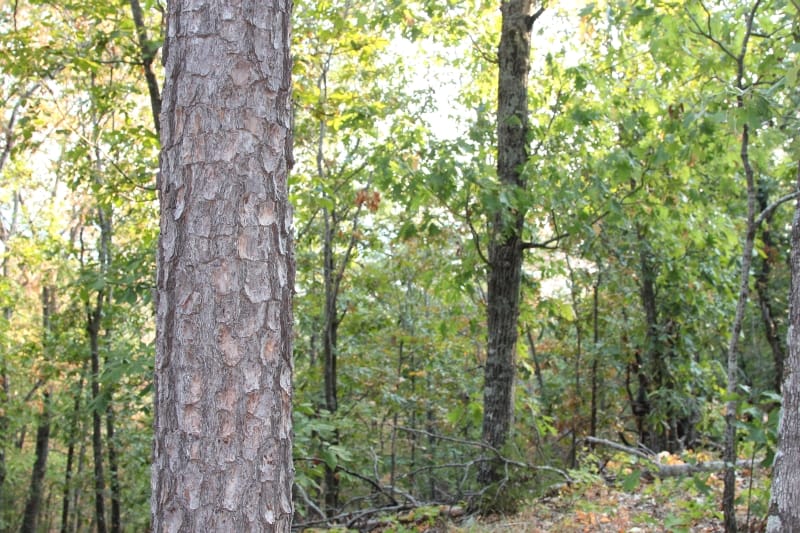Lake View Ranch Tract 38 photo 4