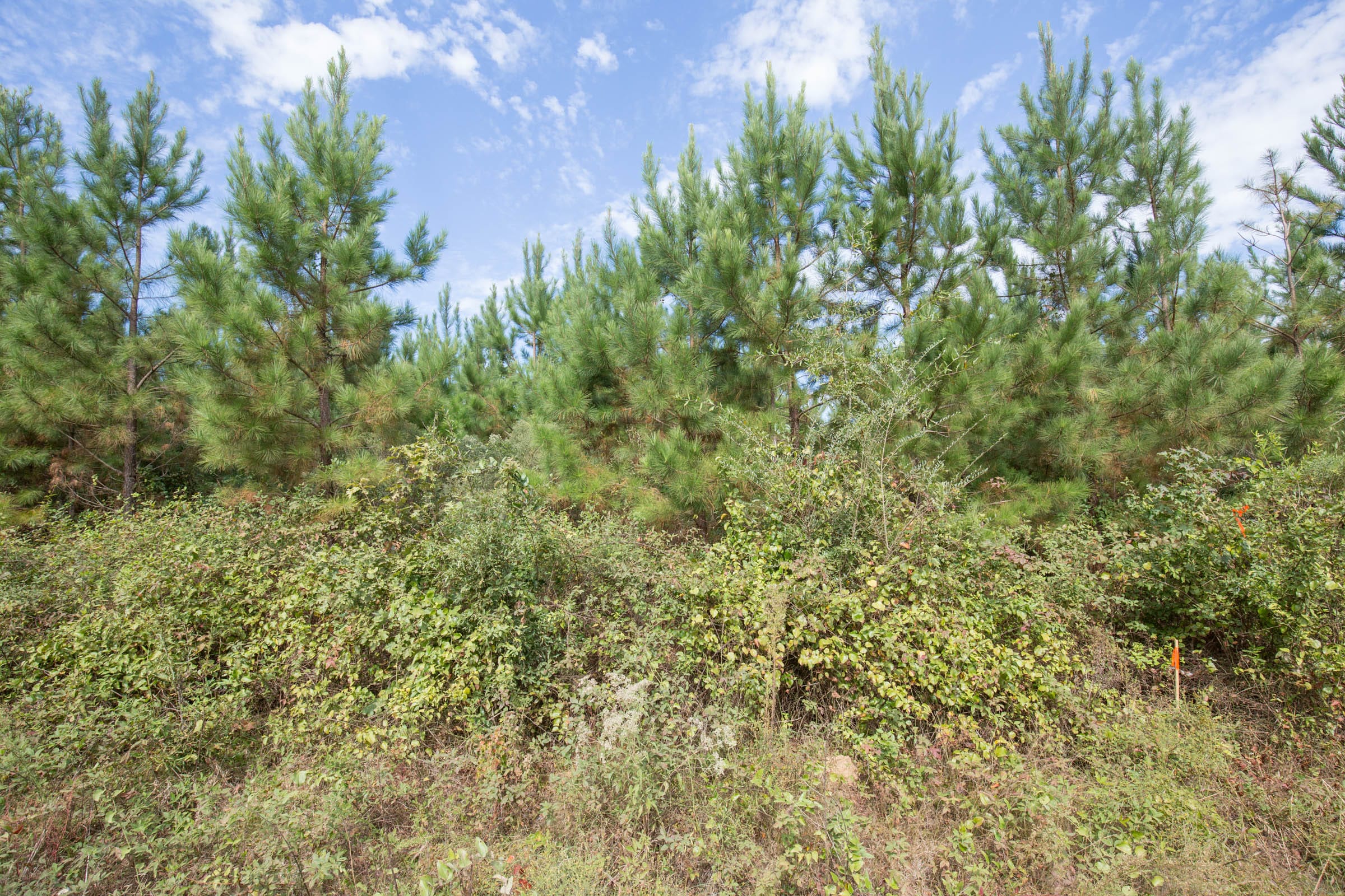 Brentwood Tract 2 photo 2