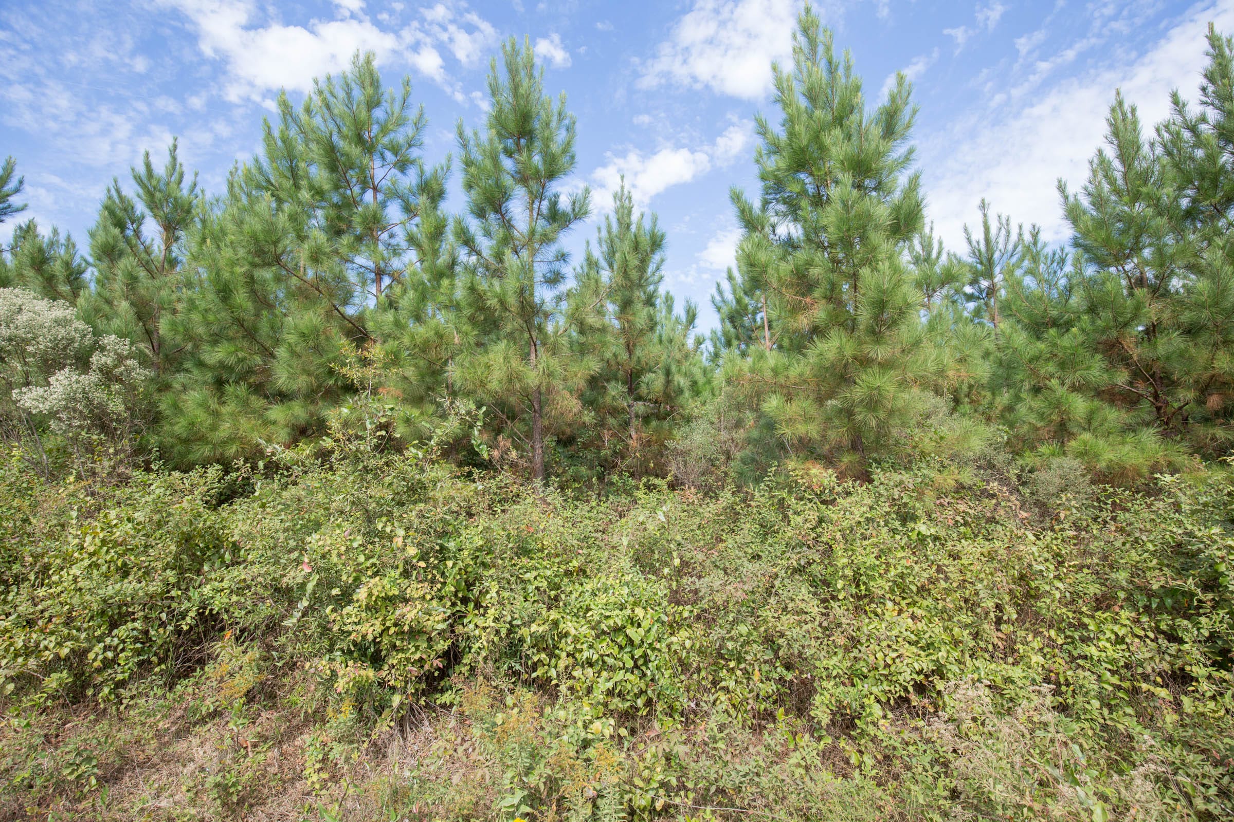 Brentwood Tract 2 photo 3
