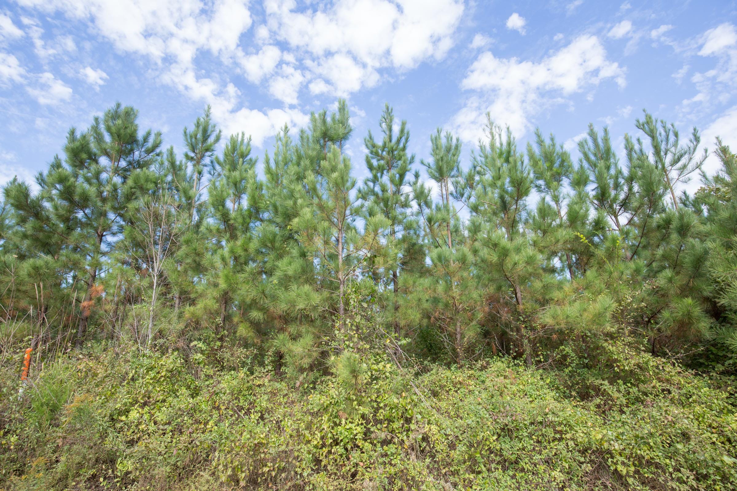 Brentwood Tract 2 photo 6