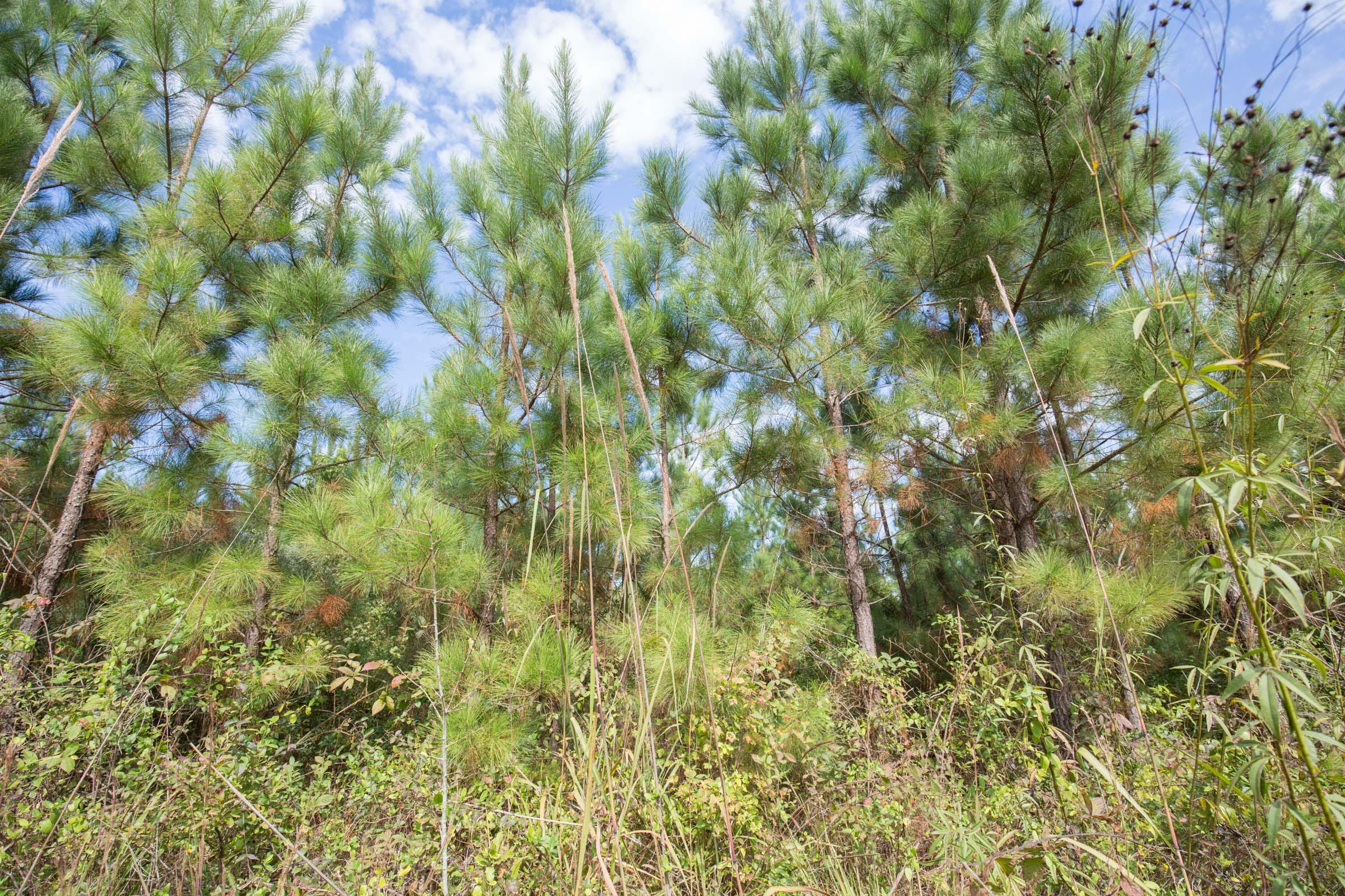 Brentwood Tract 2 photo 7