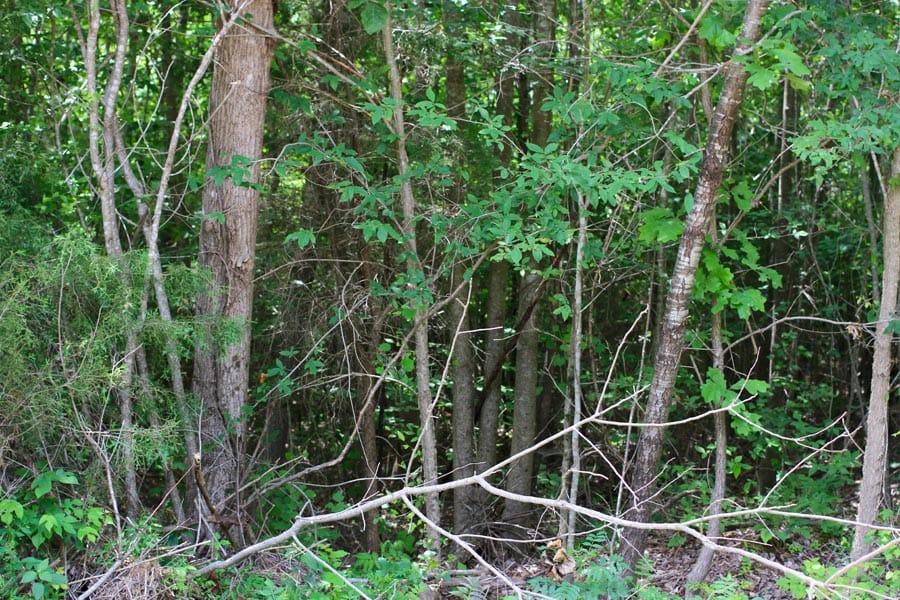 Bluebird Ranch Tract 20 photo 3