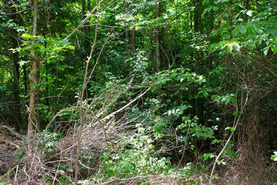 Bluebird Ranch Tract 20 photo 5