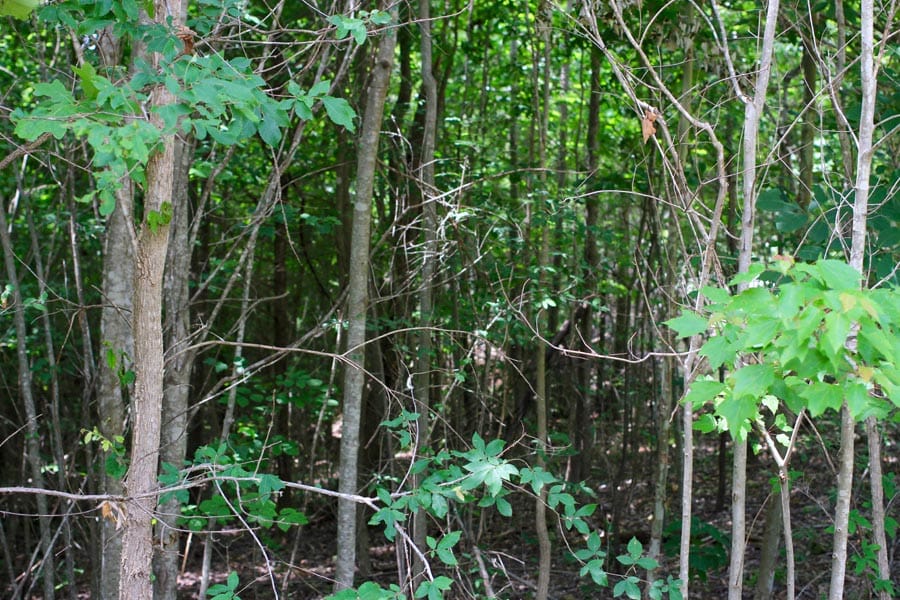 Bluebird Ranch Tract 20 photo 9